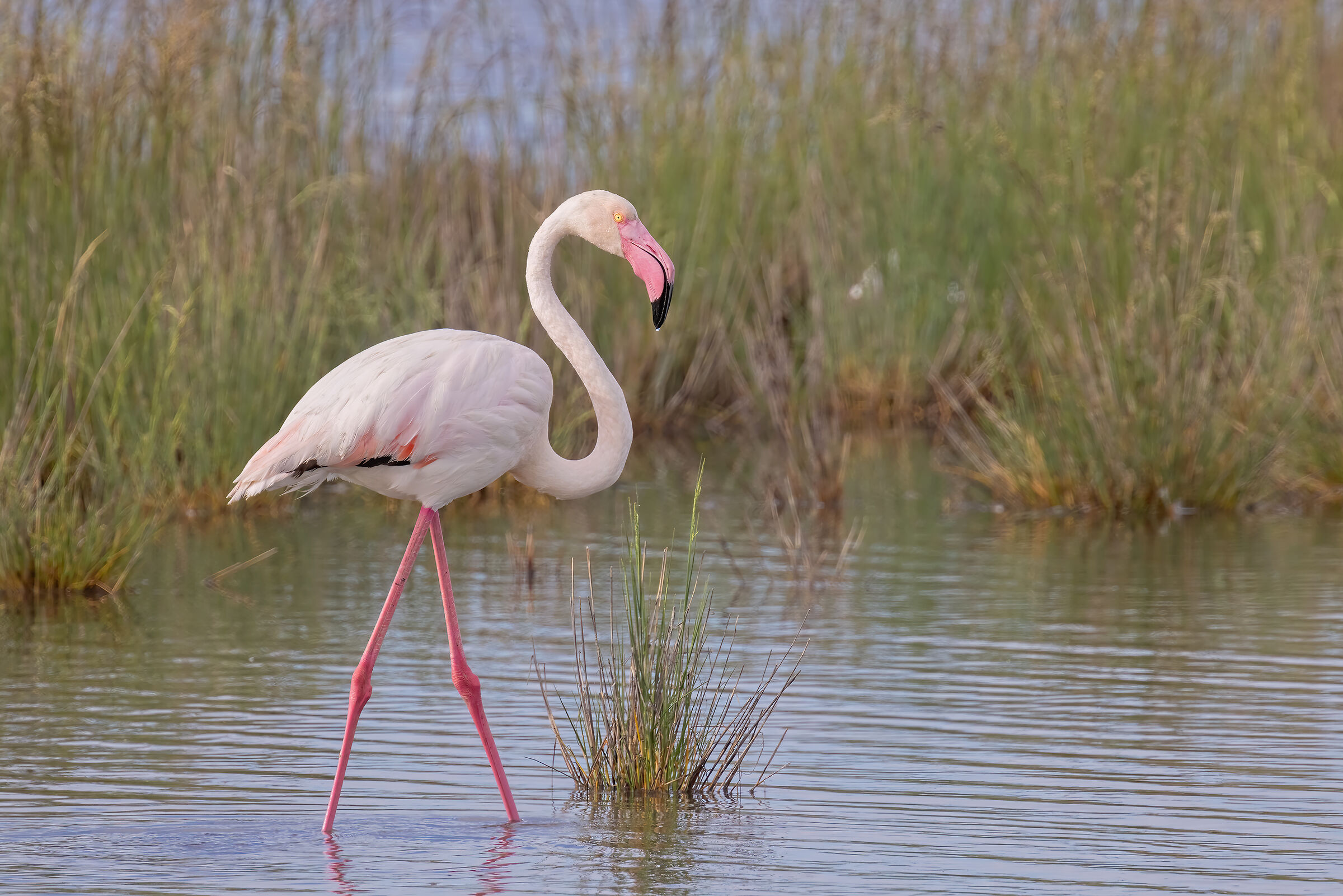 Fenicottero rosa presso le Valli di Comacchio