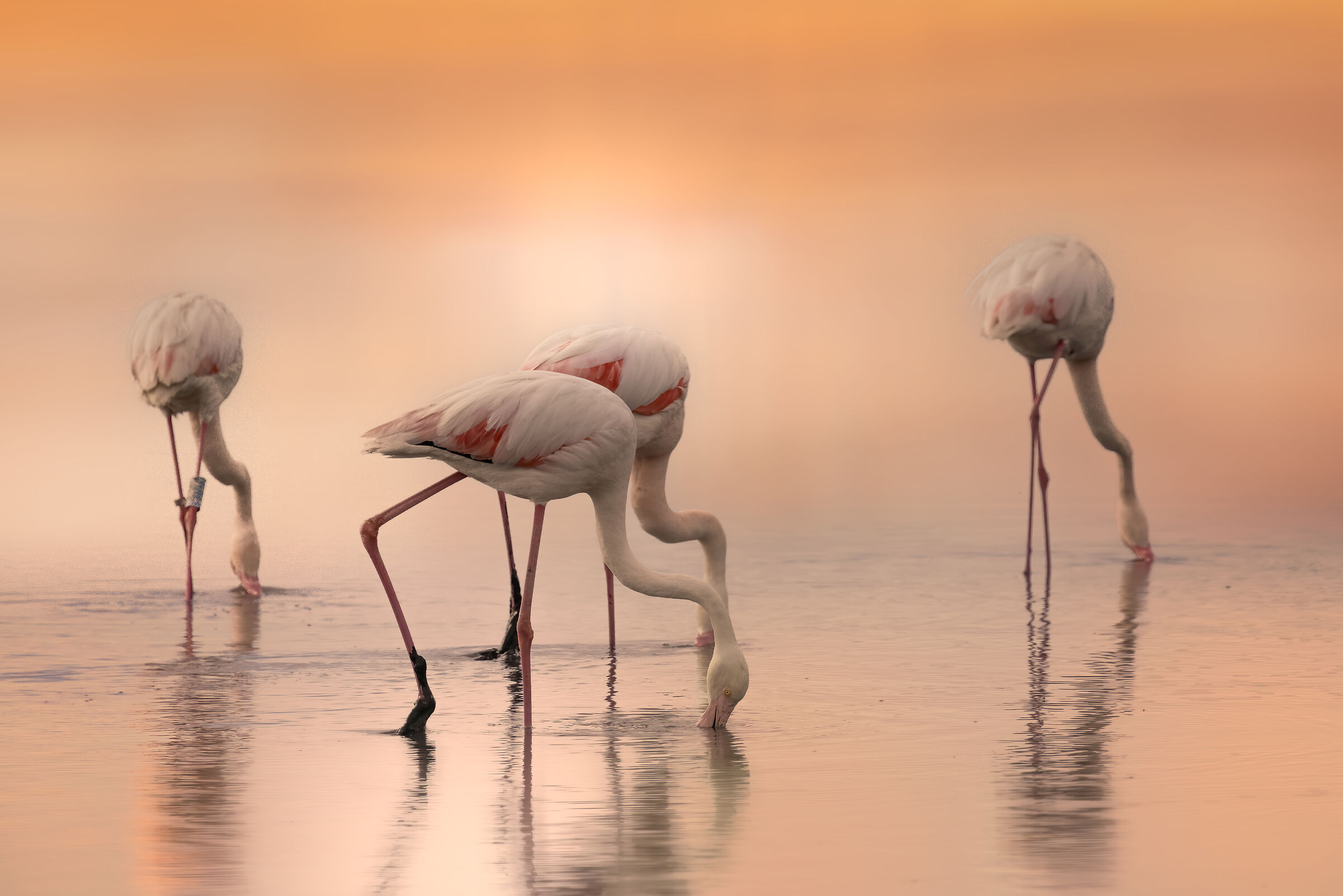 Fenicotteri rosa presso le Valli di Comacchio