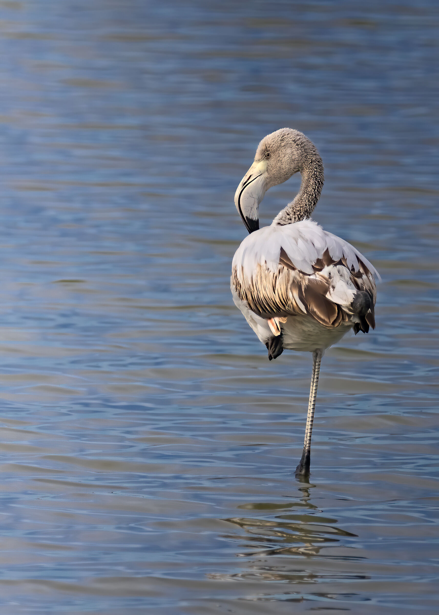 Giovane di Fenicottero rosa