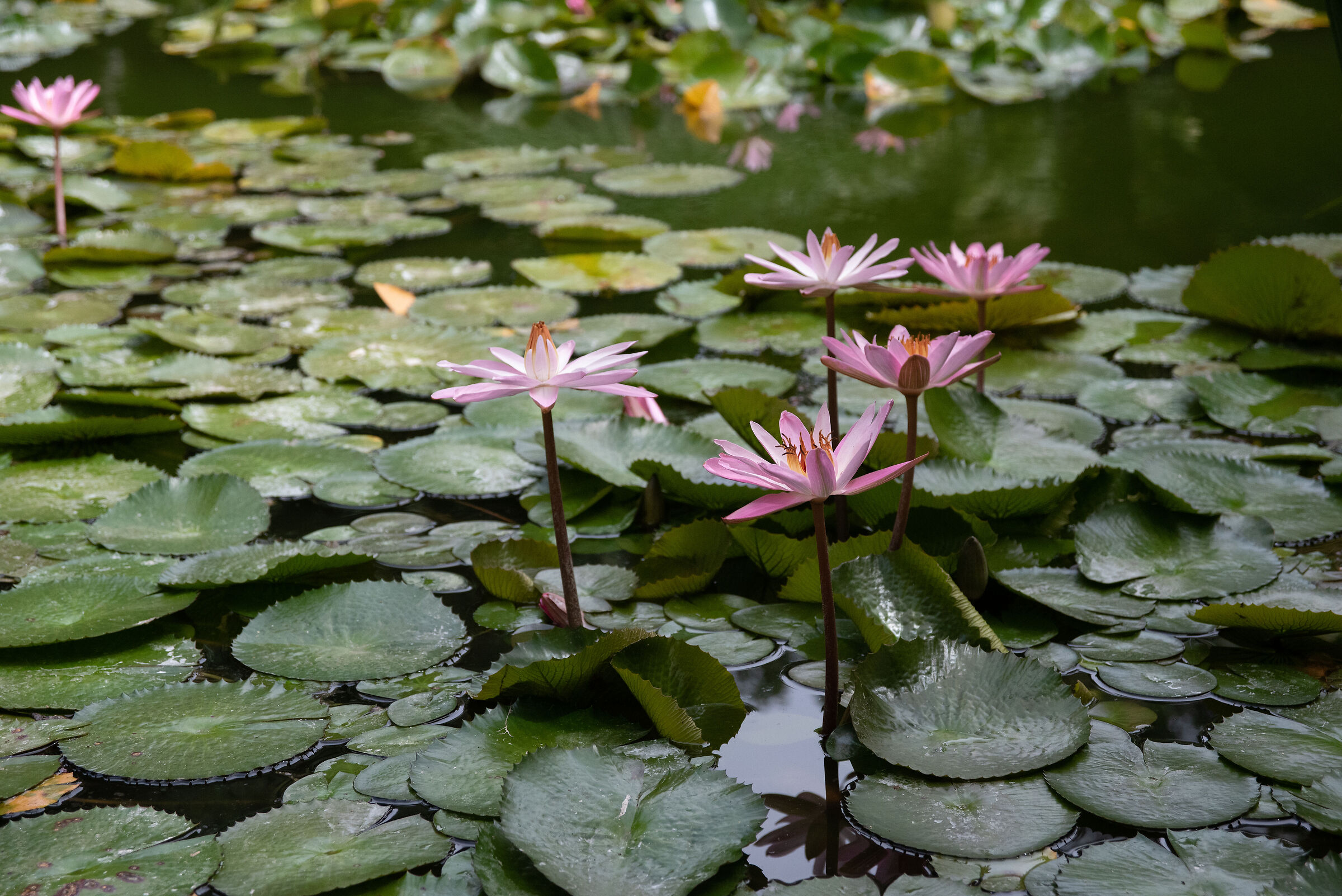Orto botanico - Tenerife
