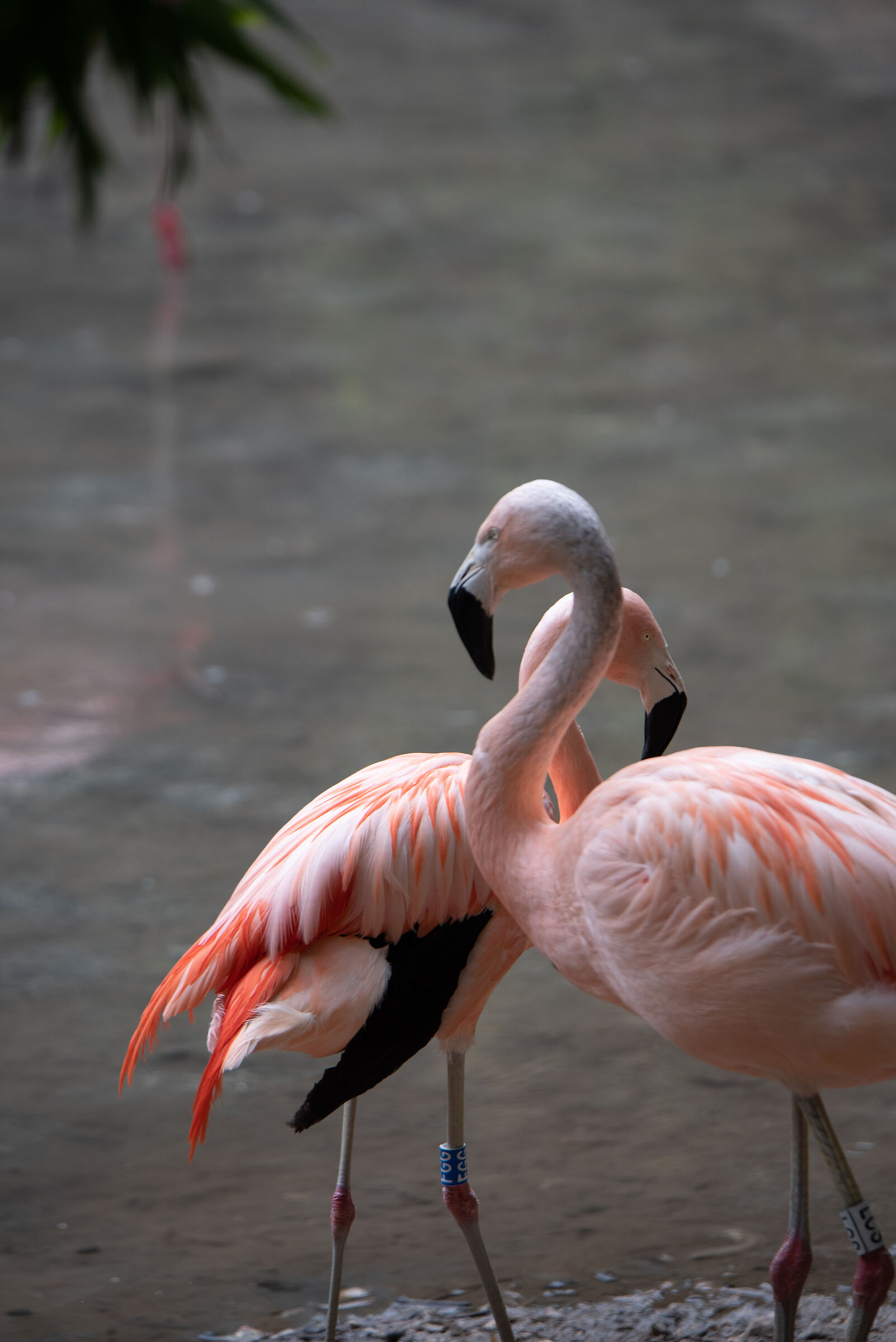 Fenicotteri - Parco natura viva