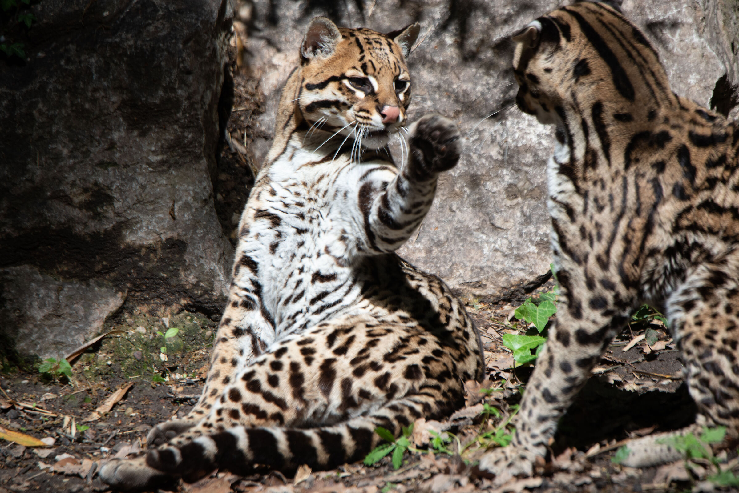 Ocelot - Parco natura viva