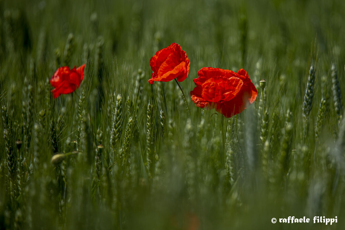 Poppies and wheat