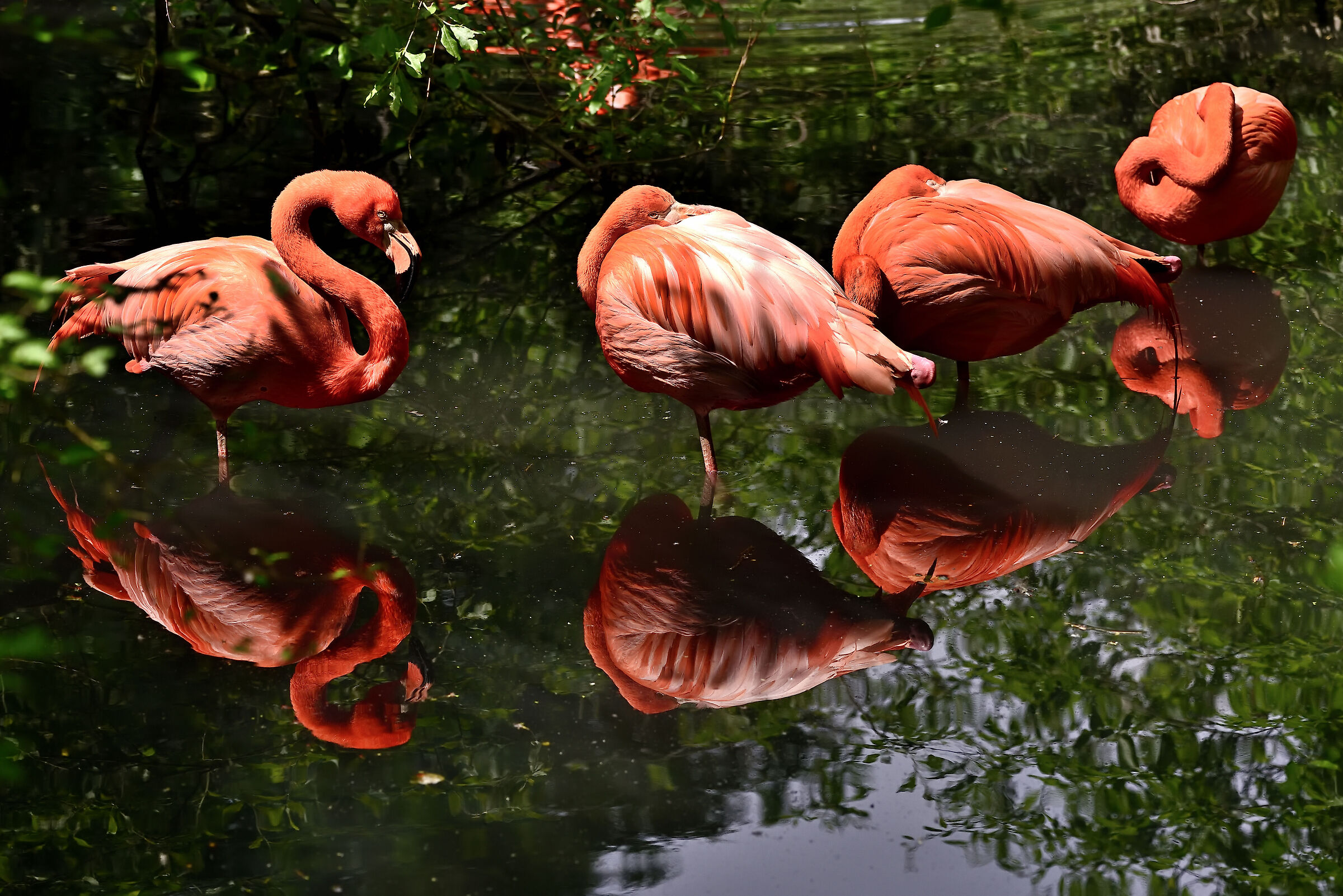 Pennichella riflessiva