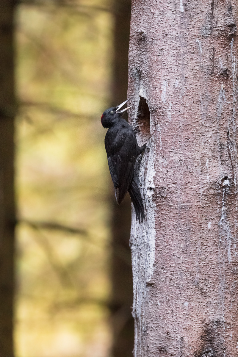 La femmina emette un richiamo vicino al nido ...