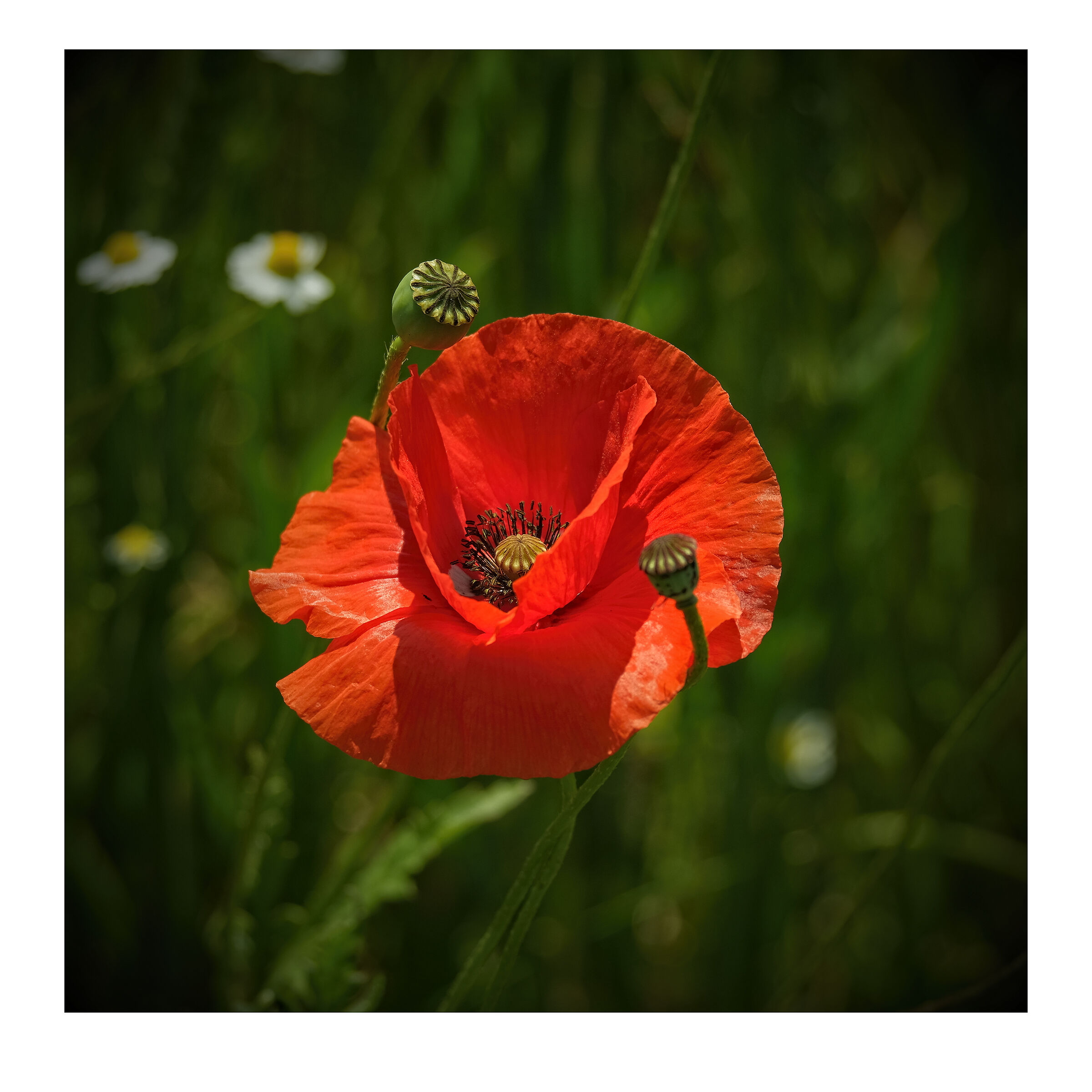 i soliti papaveri ... rossi