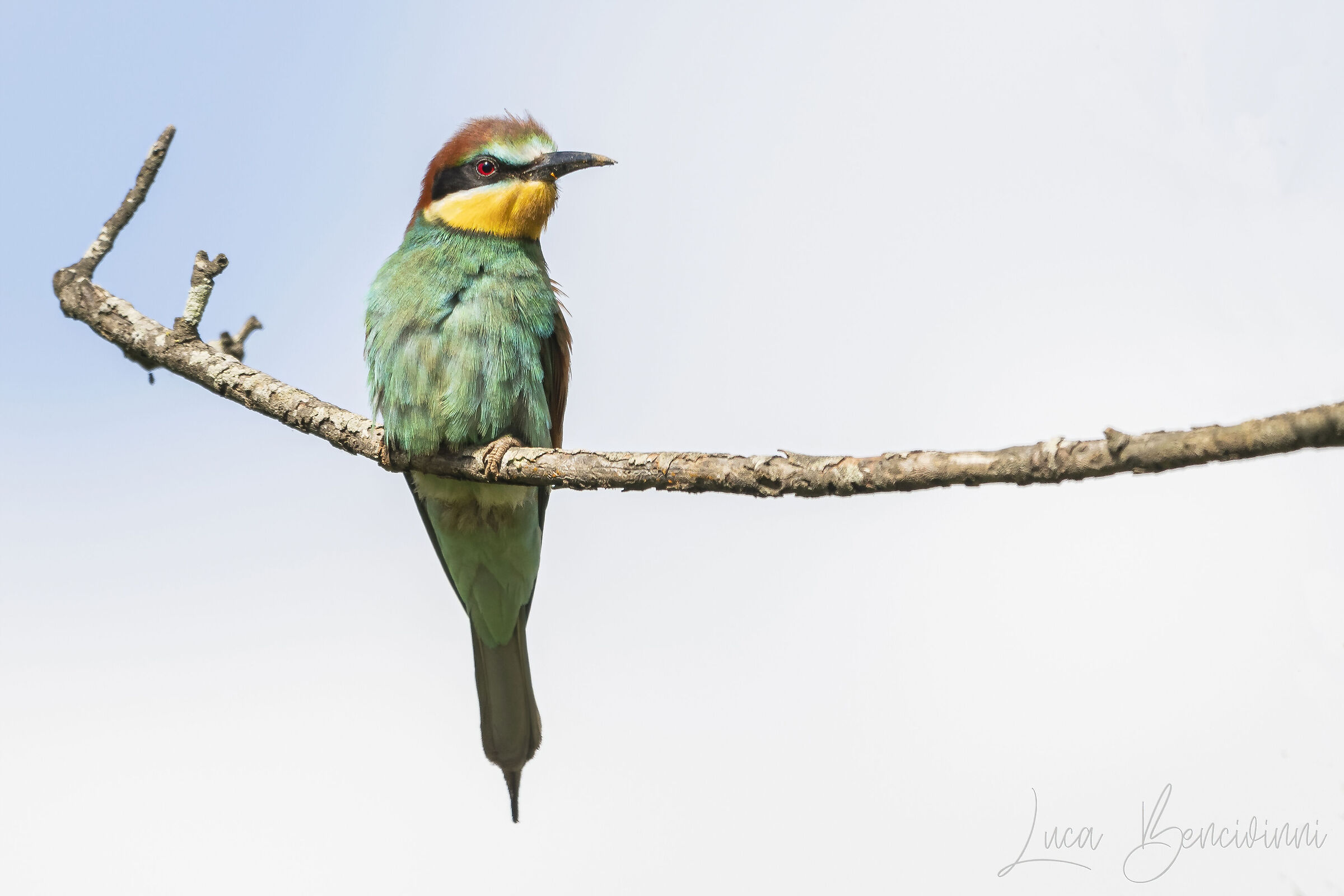 bee-eater