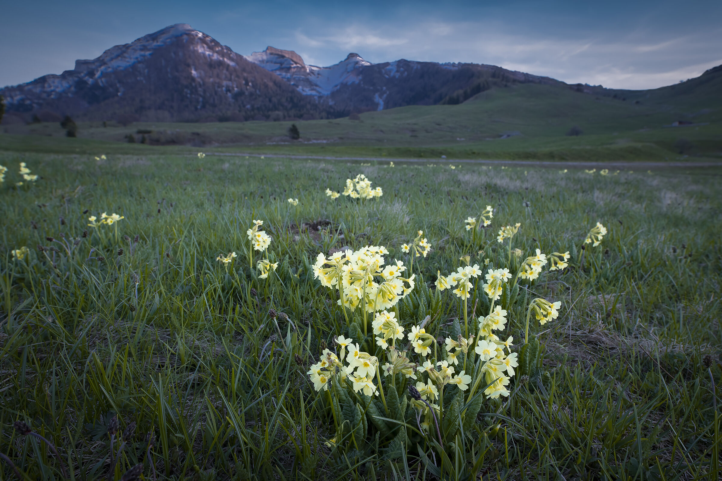 Primula veris