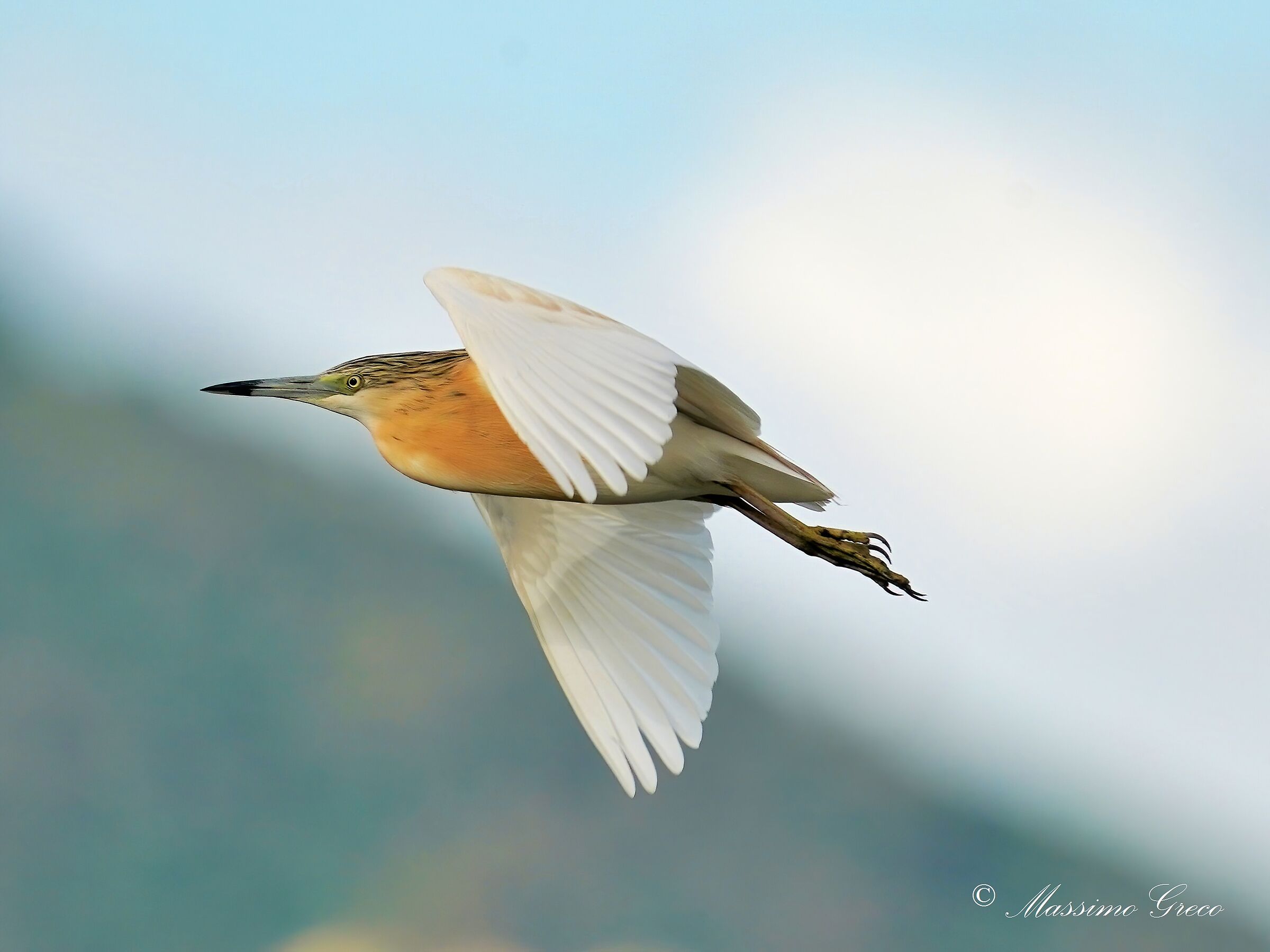 Tufted Sgarza (Ardeola ralloides)