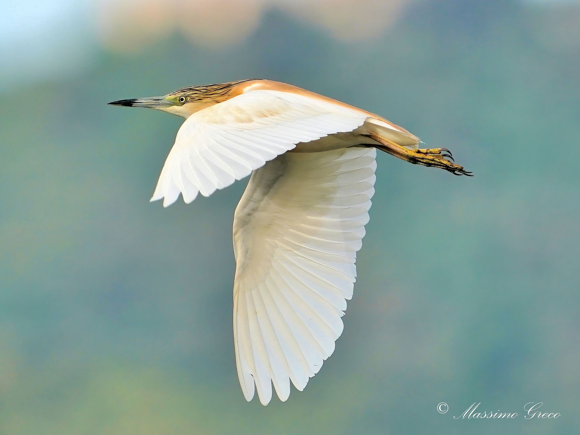 Sgarza ciuffetto (Ardeola ralloides)