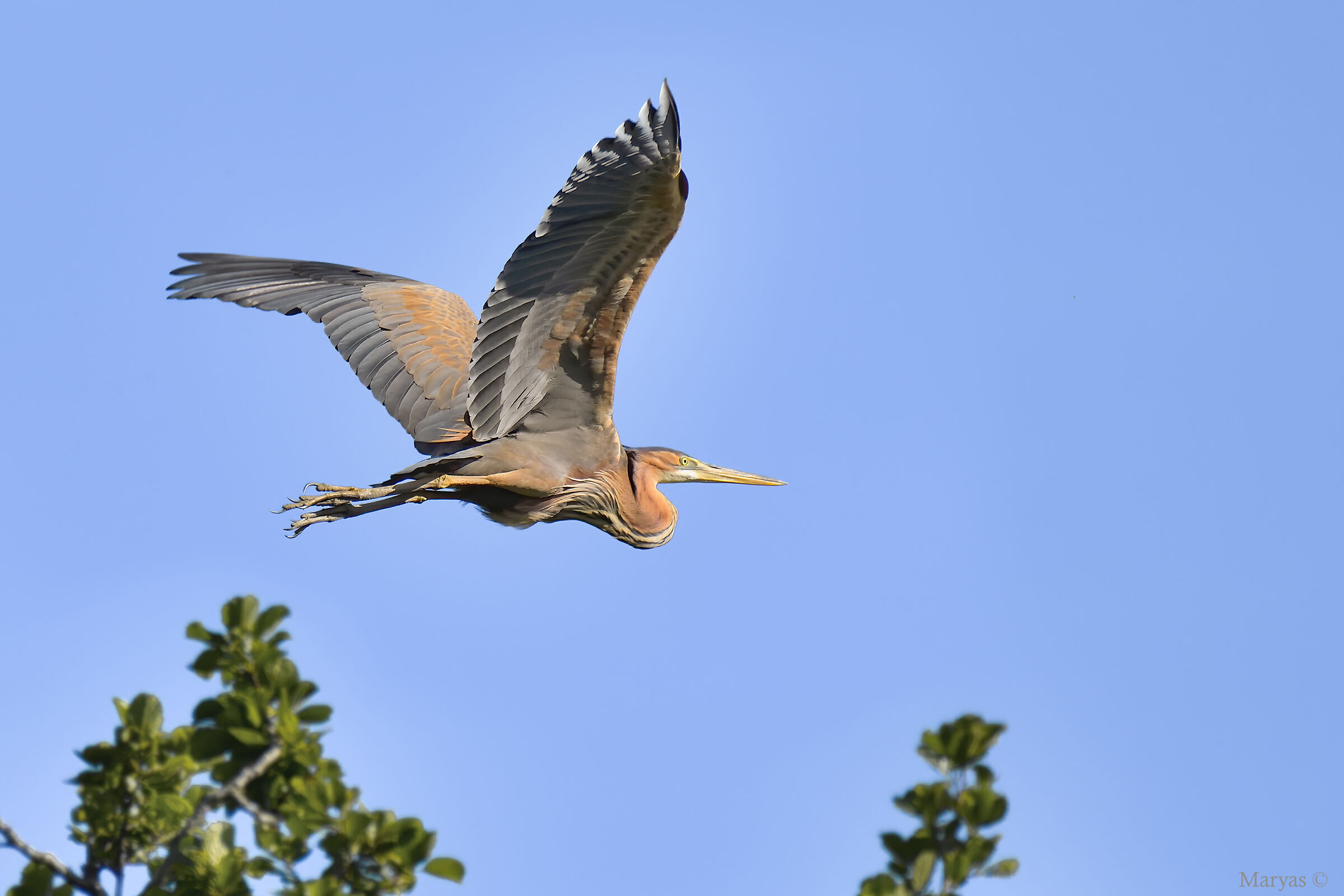 purple heron