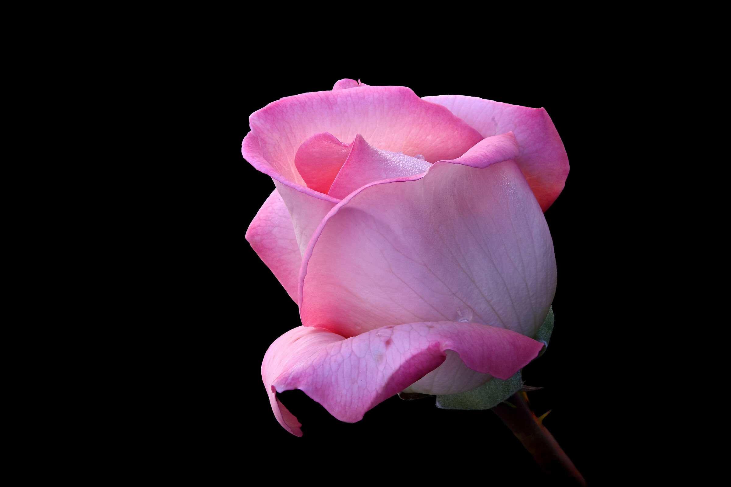 La rosa più profumata 1