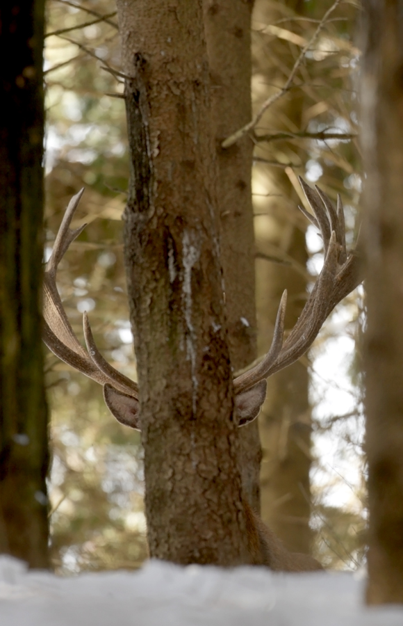 A hide and seek with the King of the Woods