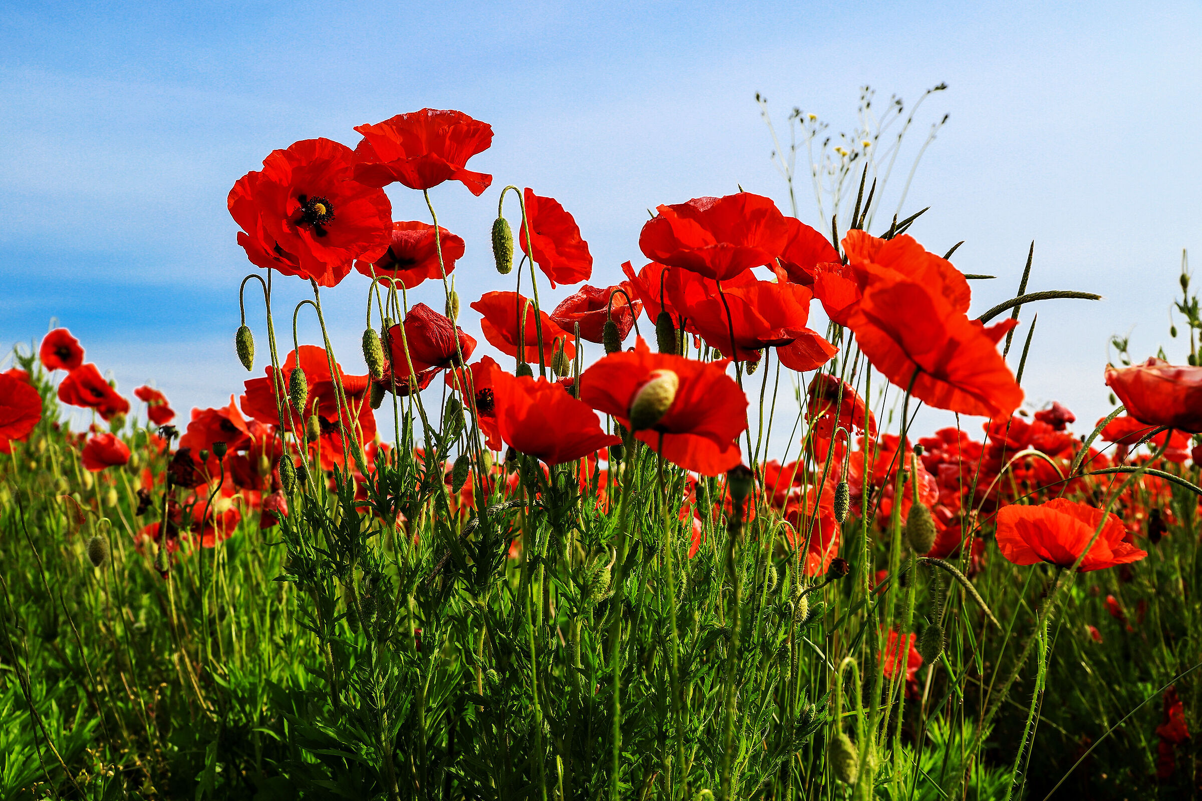 Wonderful Red Poppies