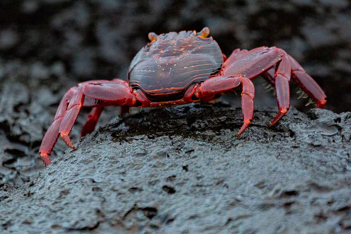 Granchio delle Galapagos