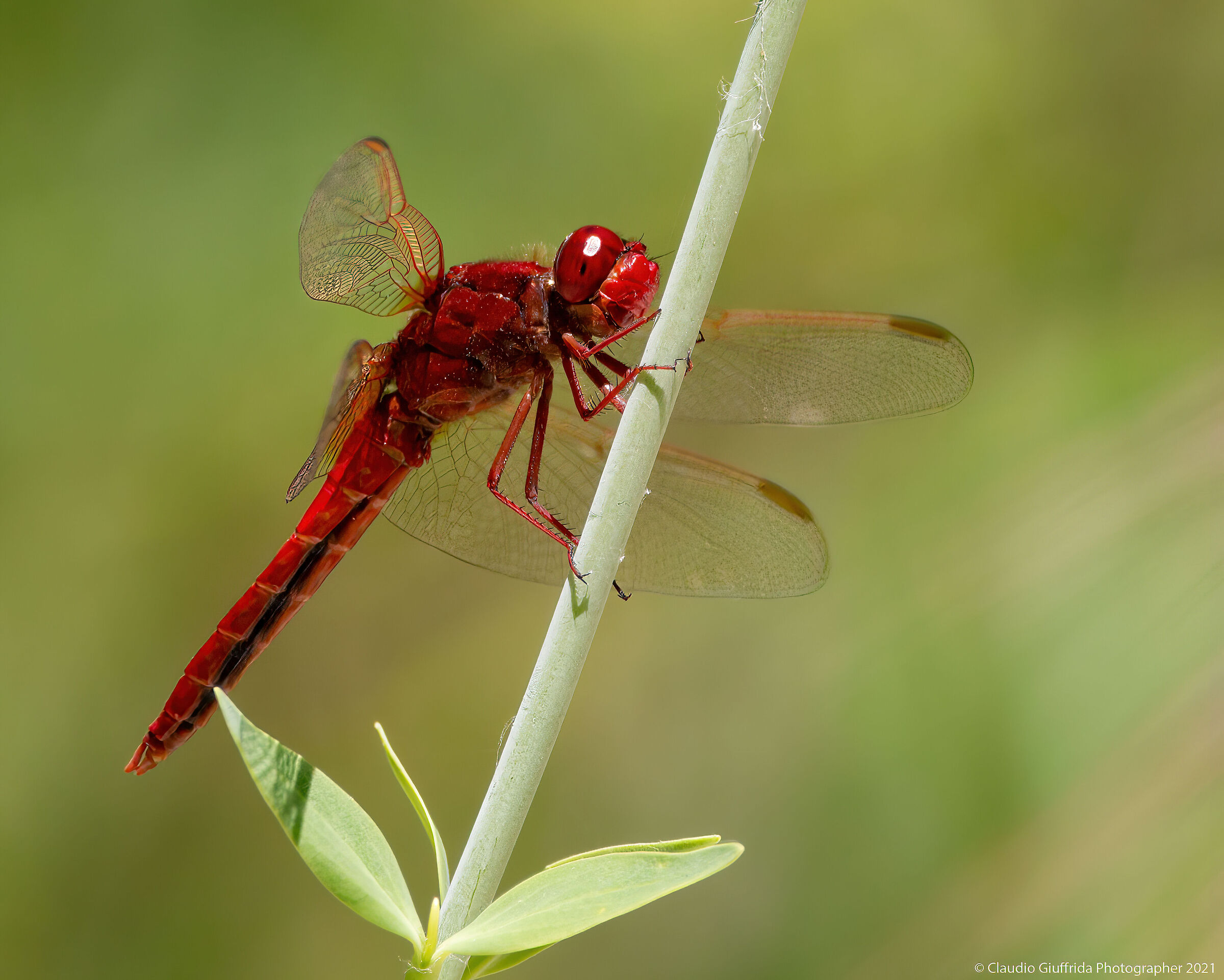 Erythrae's crocothemis