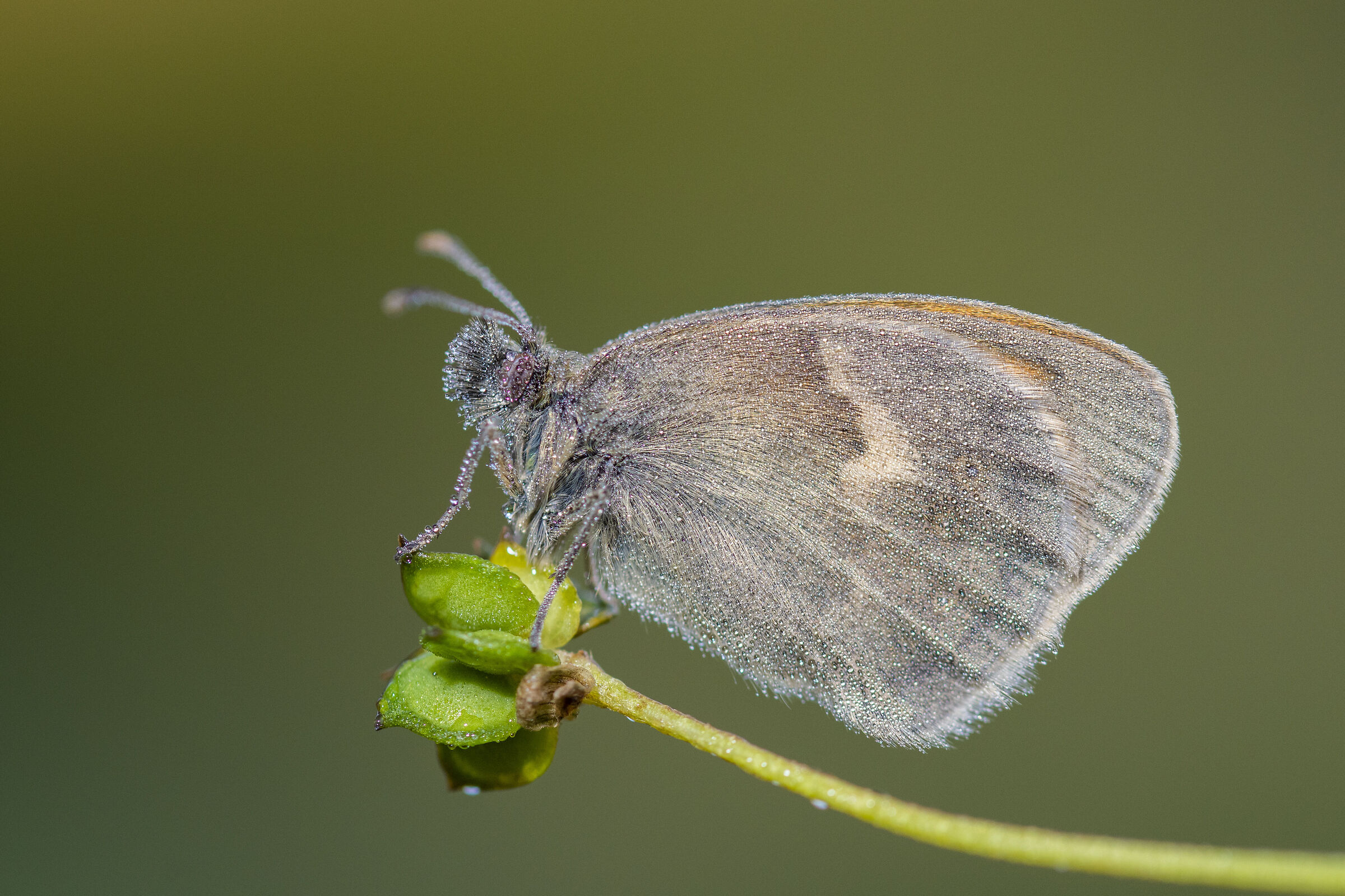 Coenonympha pamphilus