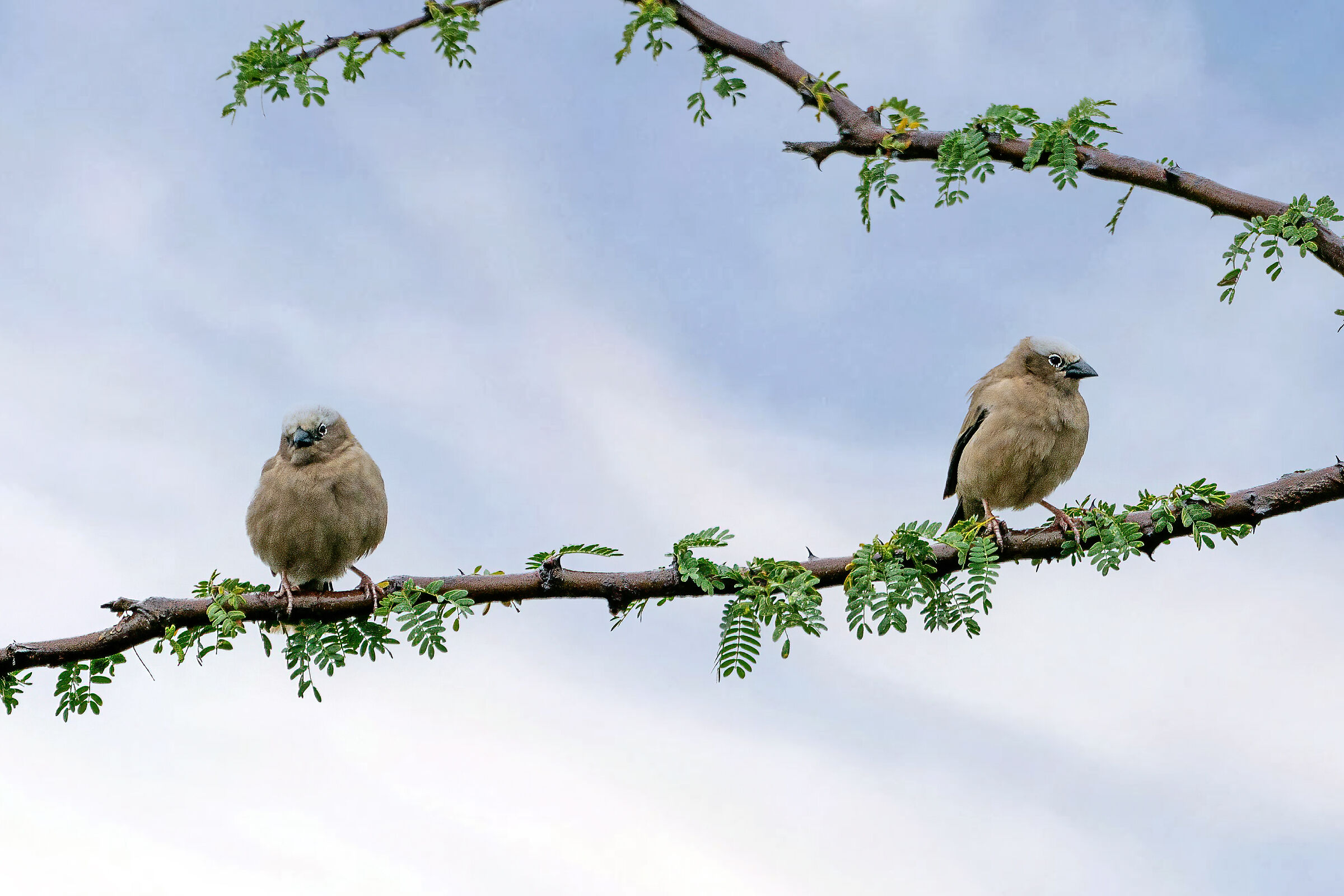 To be identified - Pialnesburg National Park - SAfrica