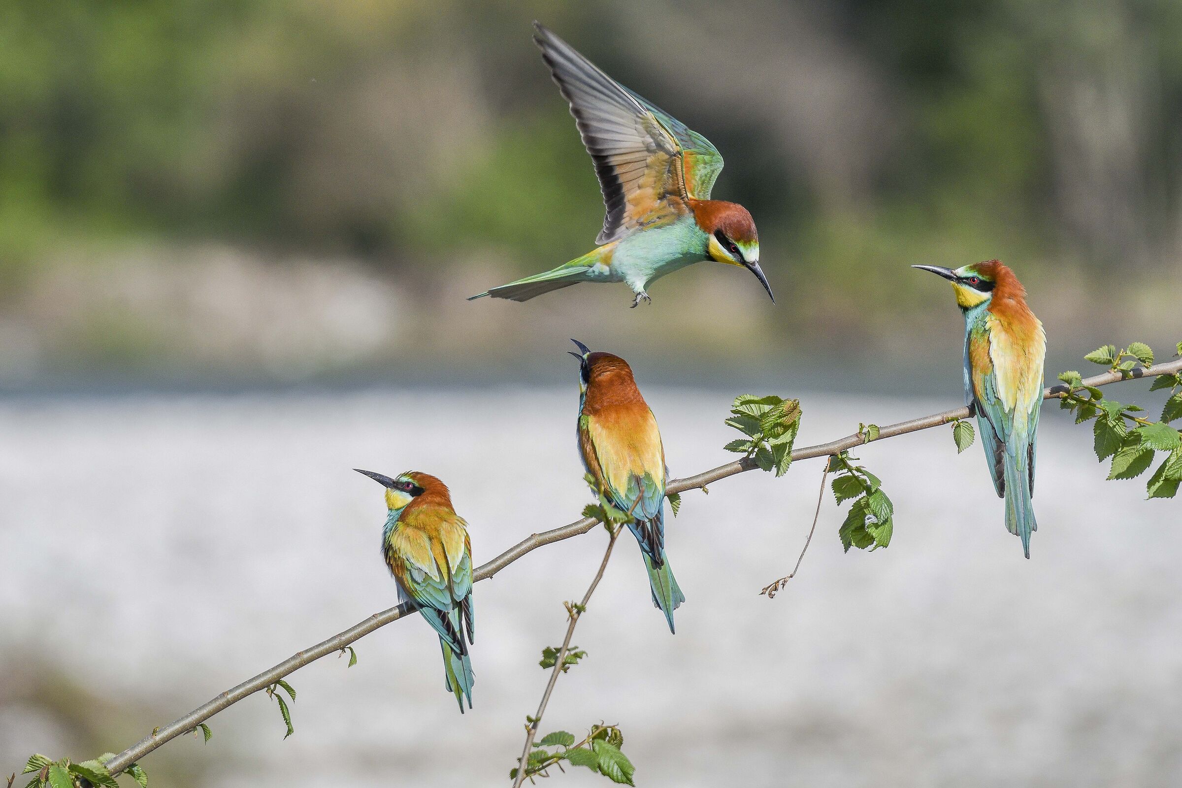 Gruccioni - Wikipedia