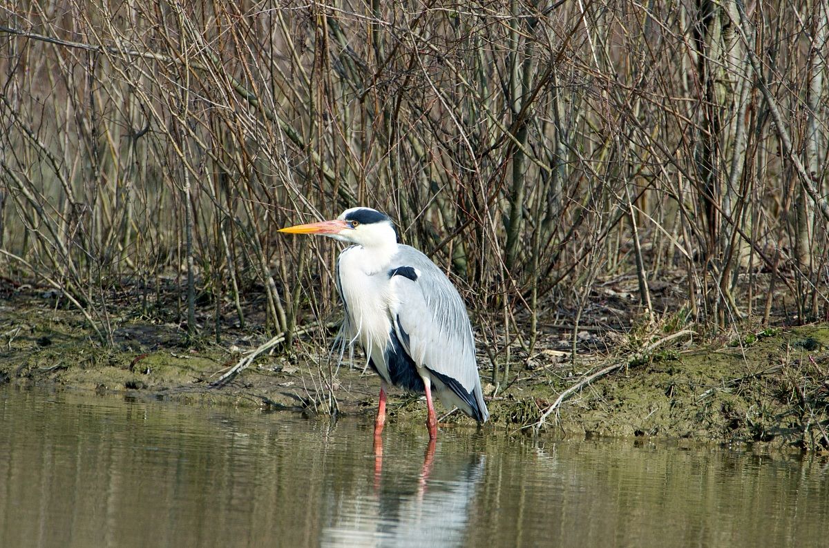 Airone in 400x2x1, 5 mm equaivalenti 1200