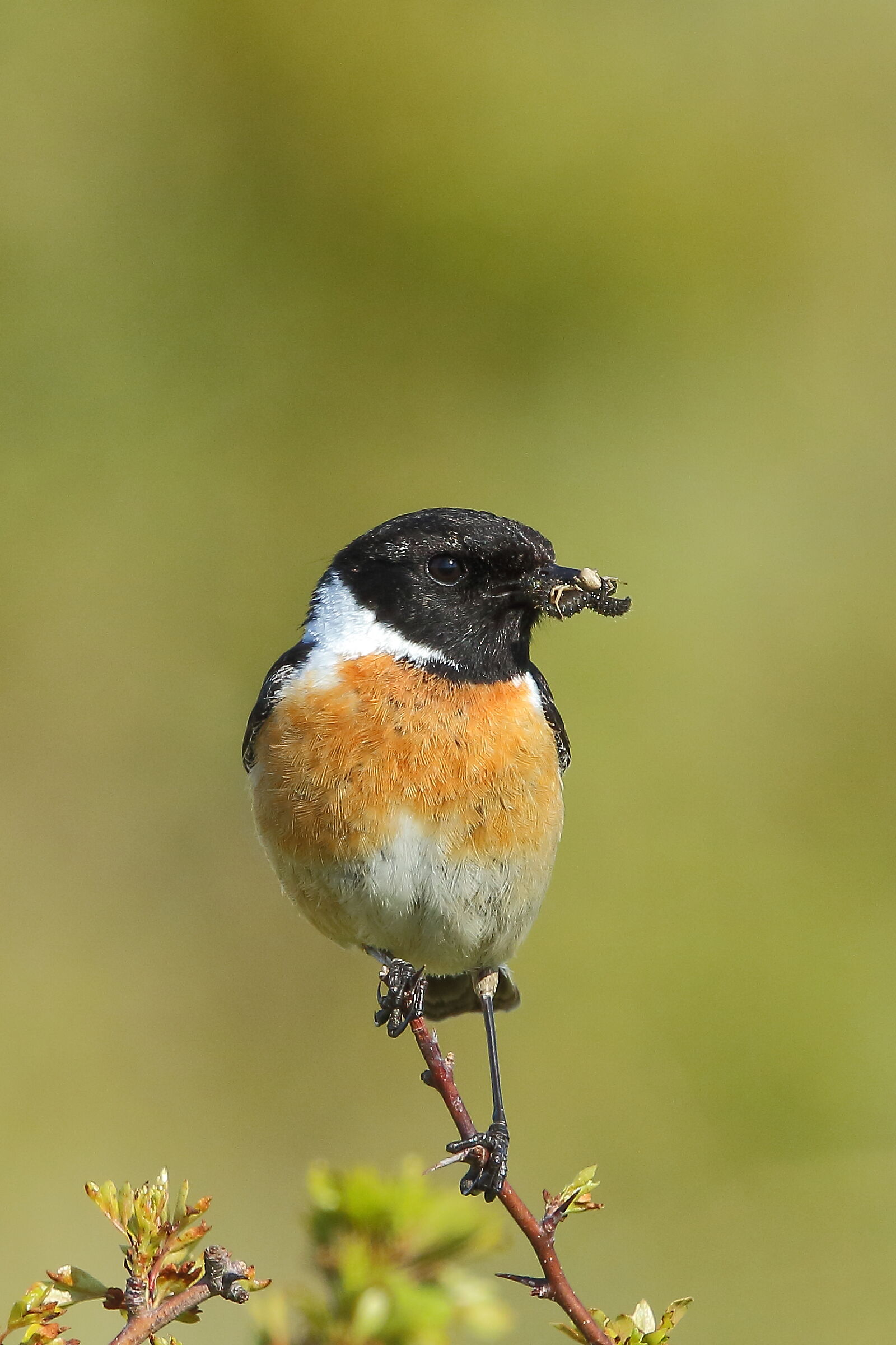 Saltimpalo con prede