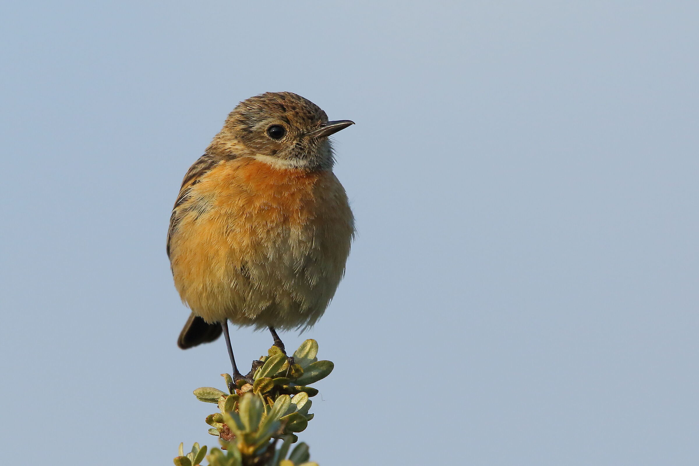 Ultime luci della sera