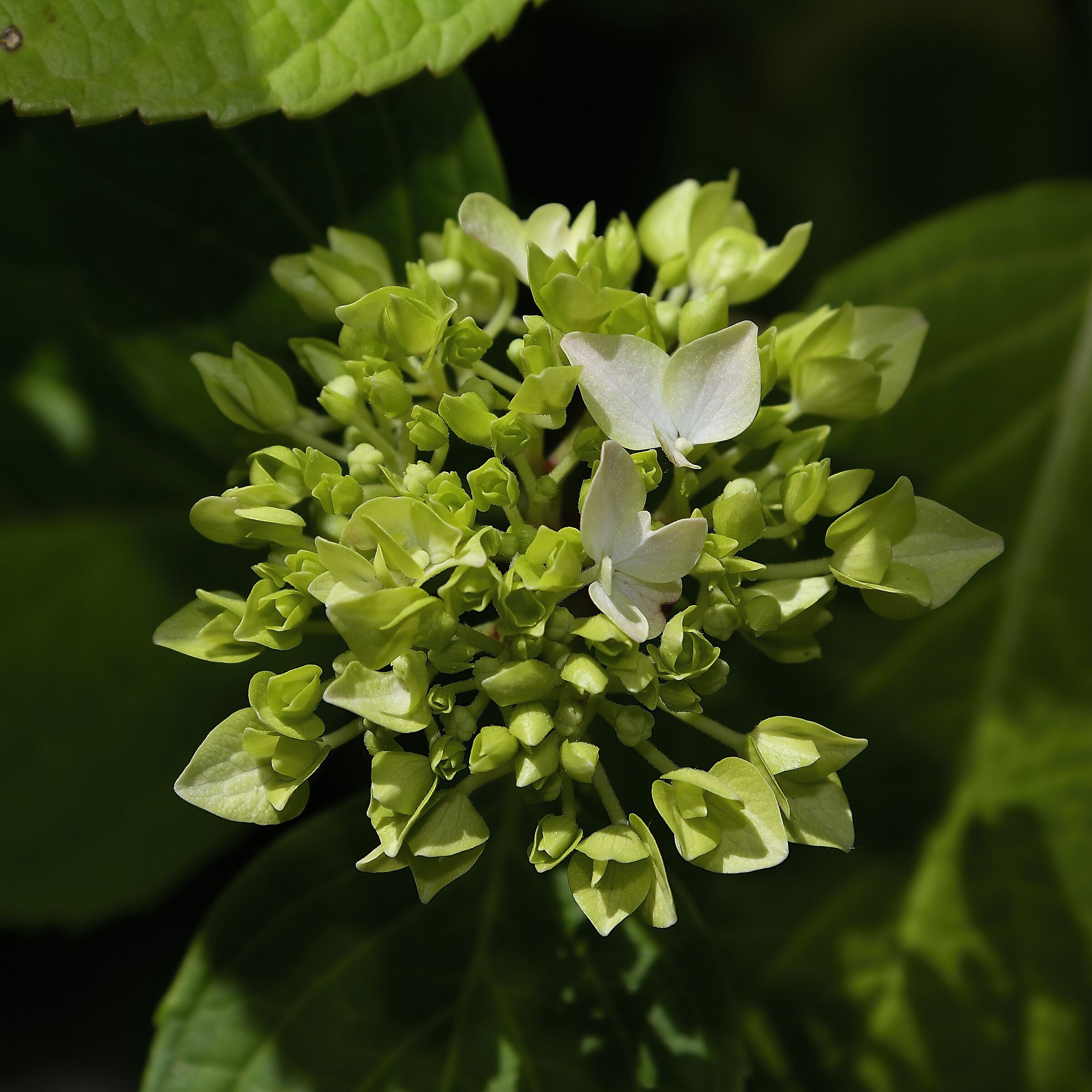 In attesa del fiore....