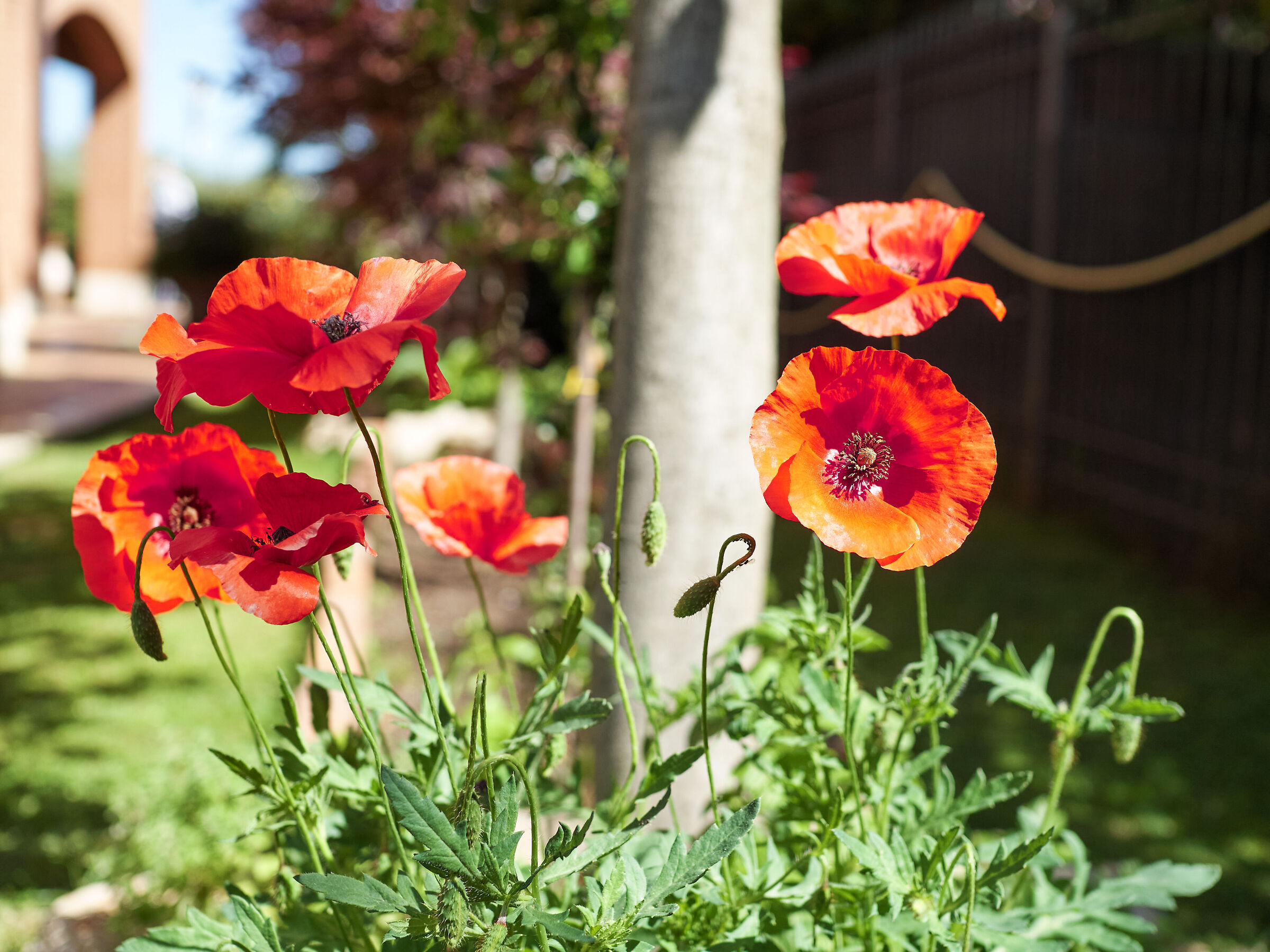 you know that poppies