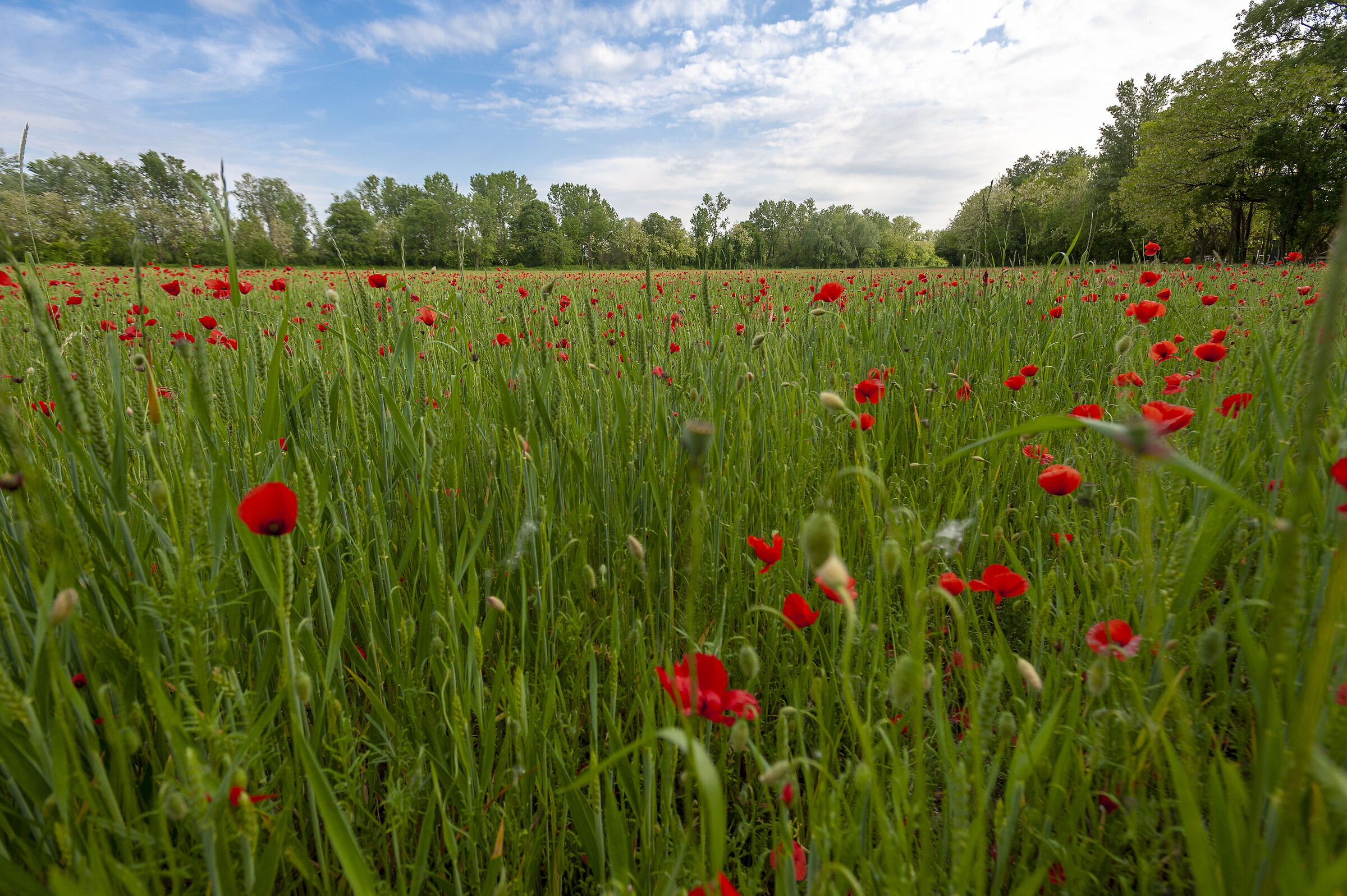Fiori di campo