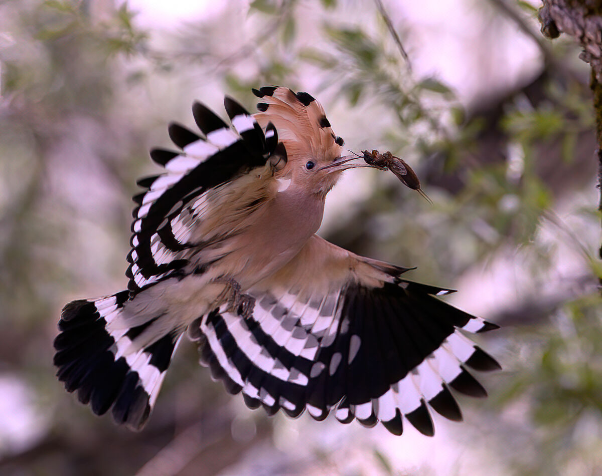 upupa in flight