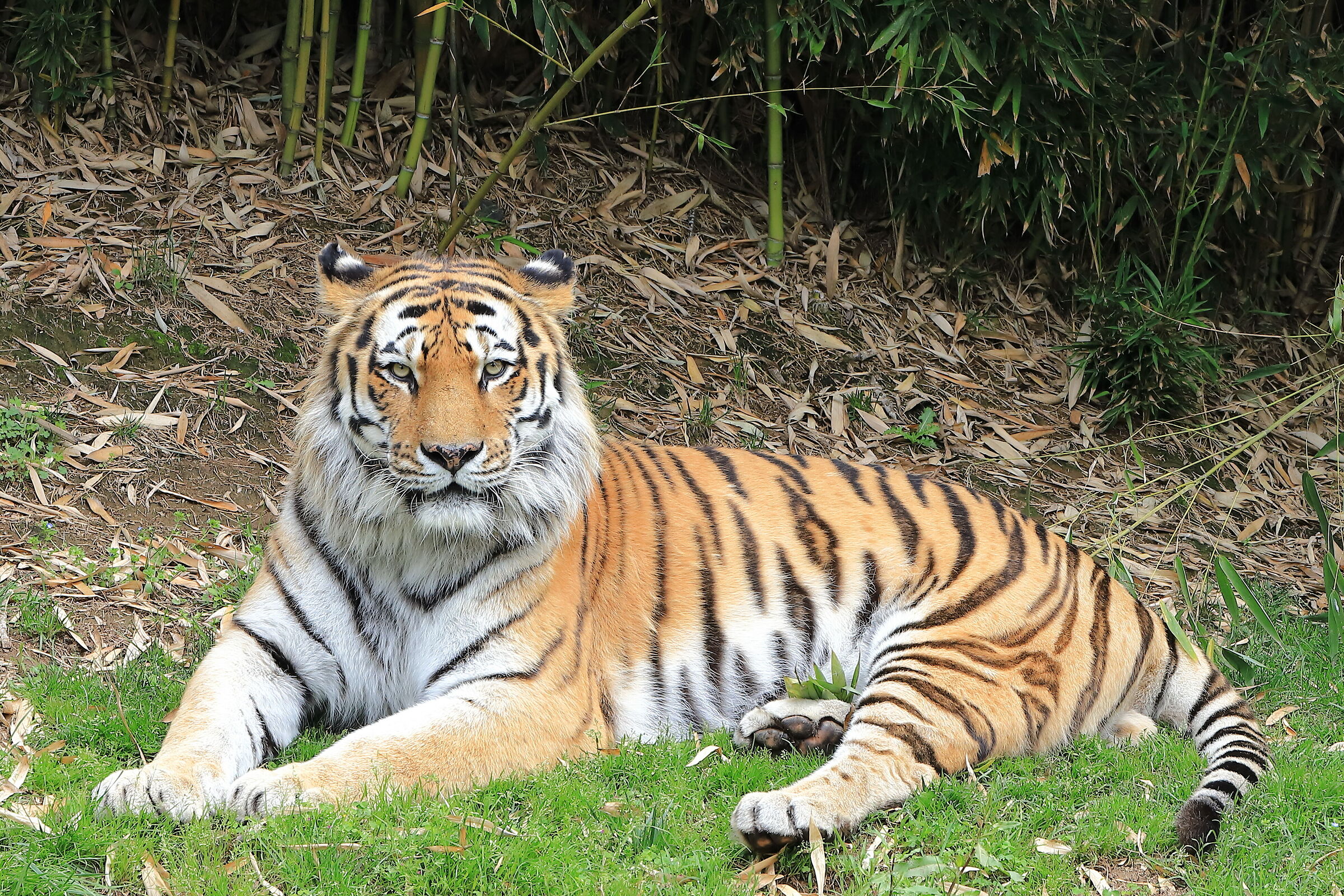 Tyger! Tyger! Burning bright...
