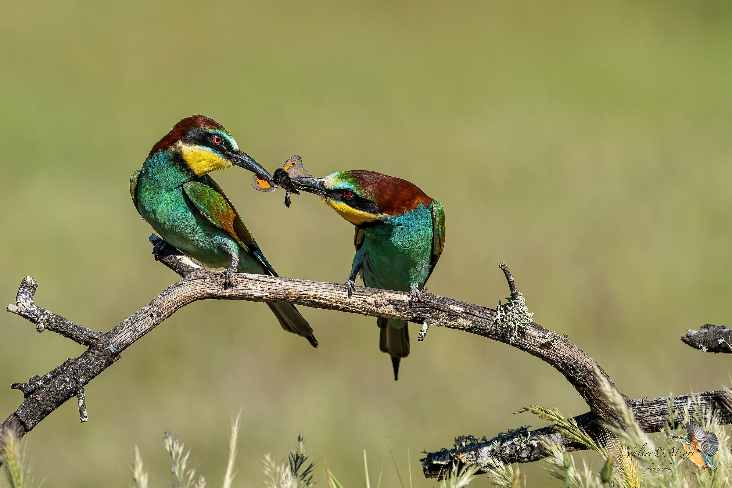 il passaggio dell'insetto alla femmina