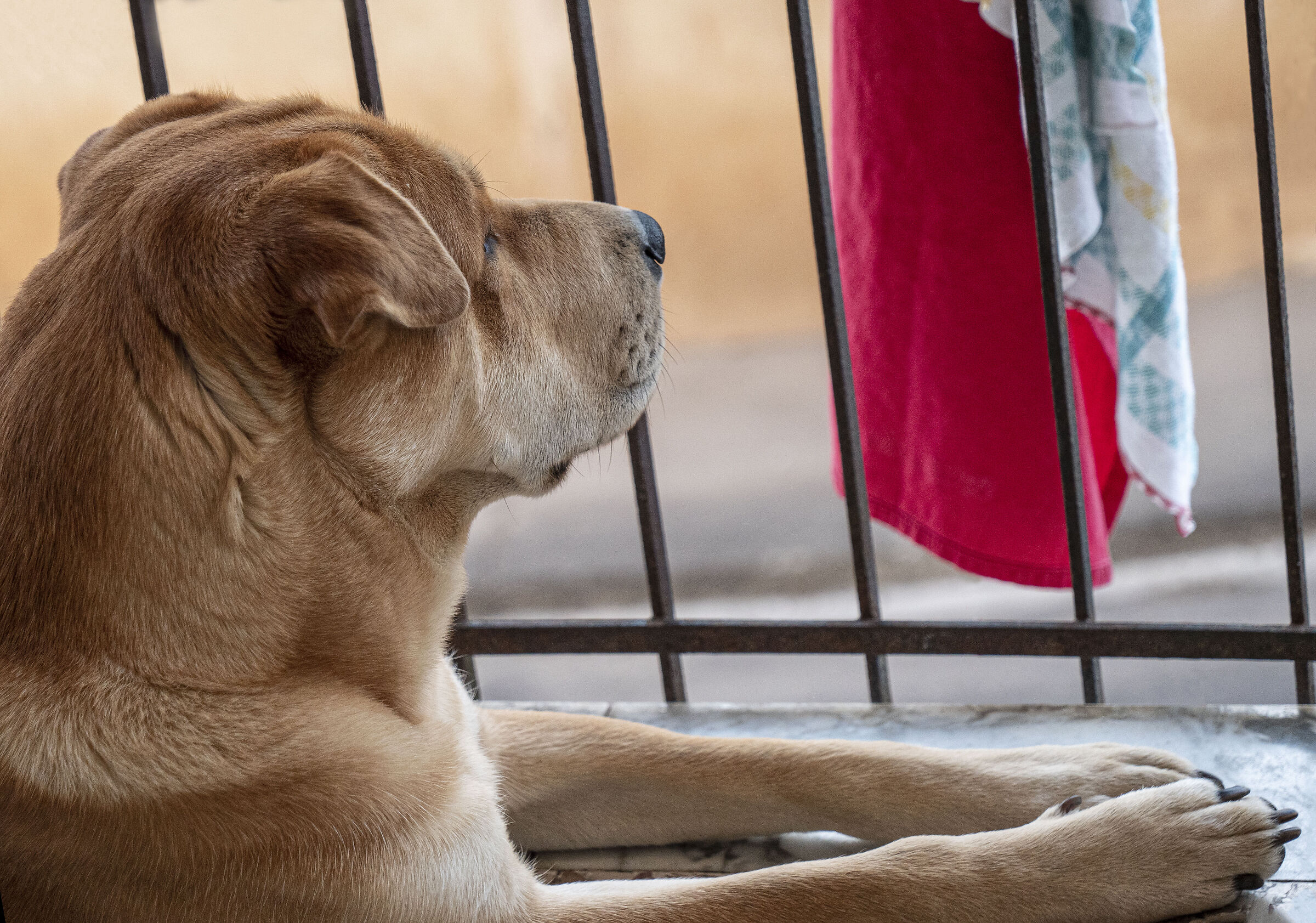 The Attentive Observer