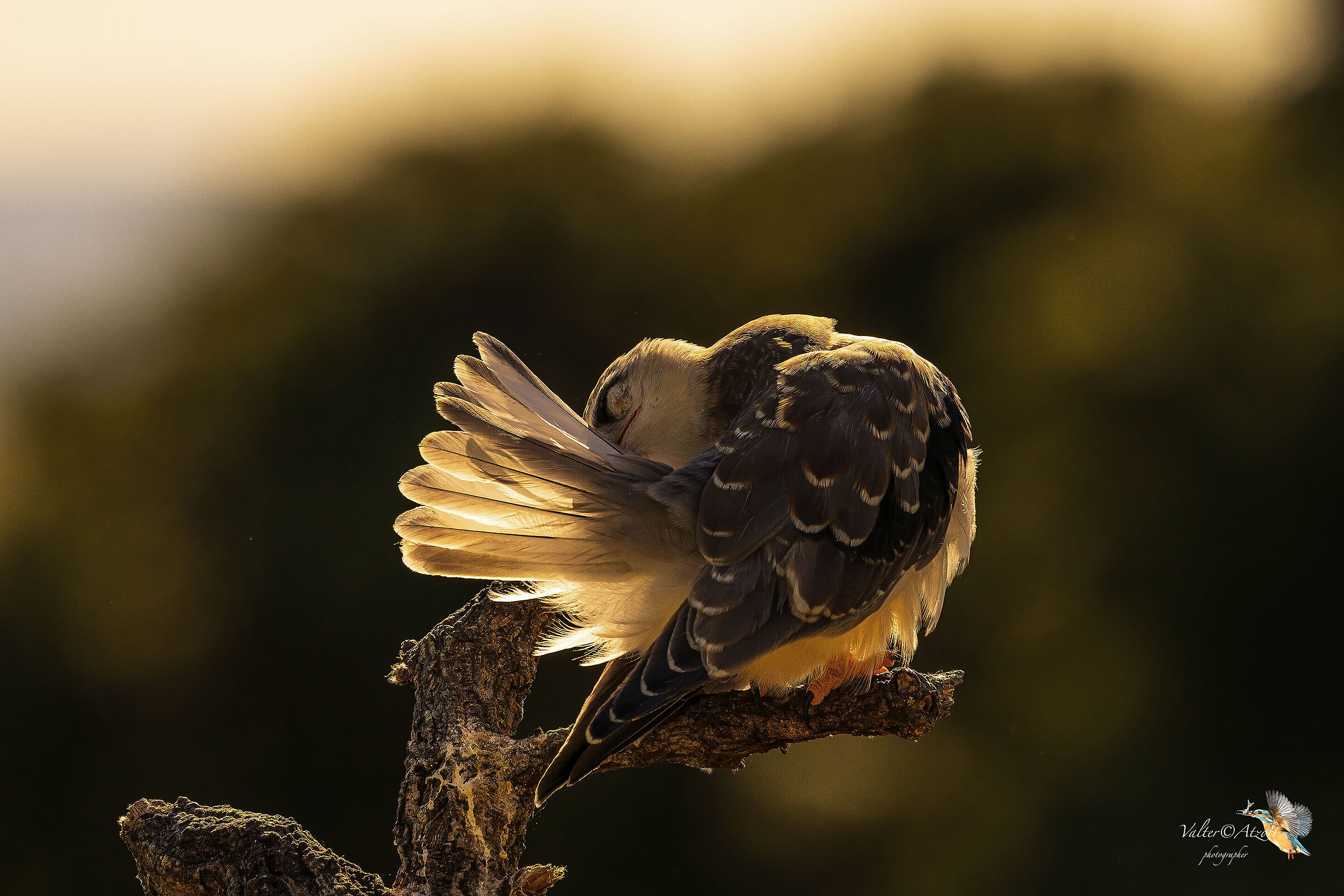 Nibbio in controluce