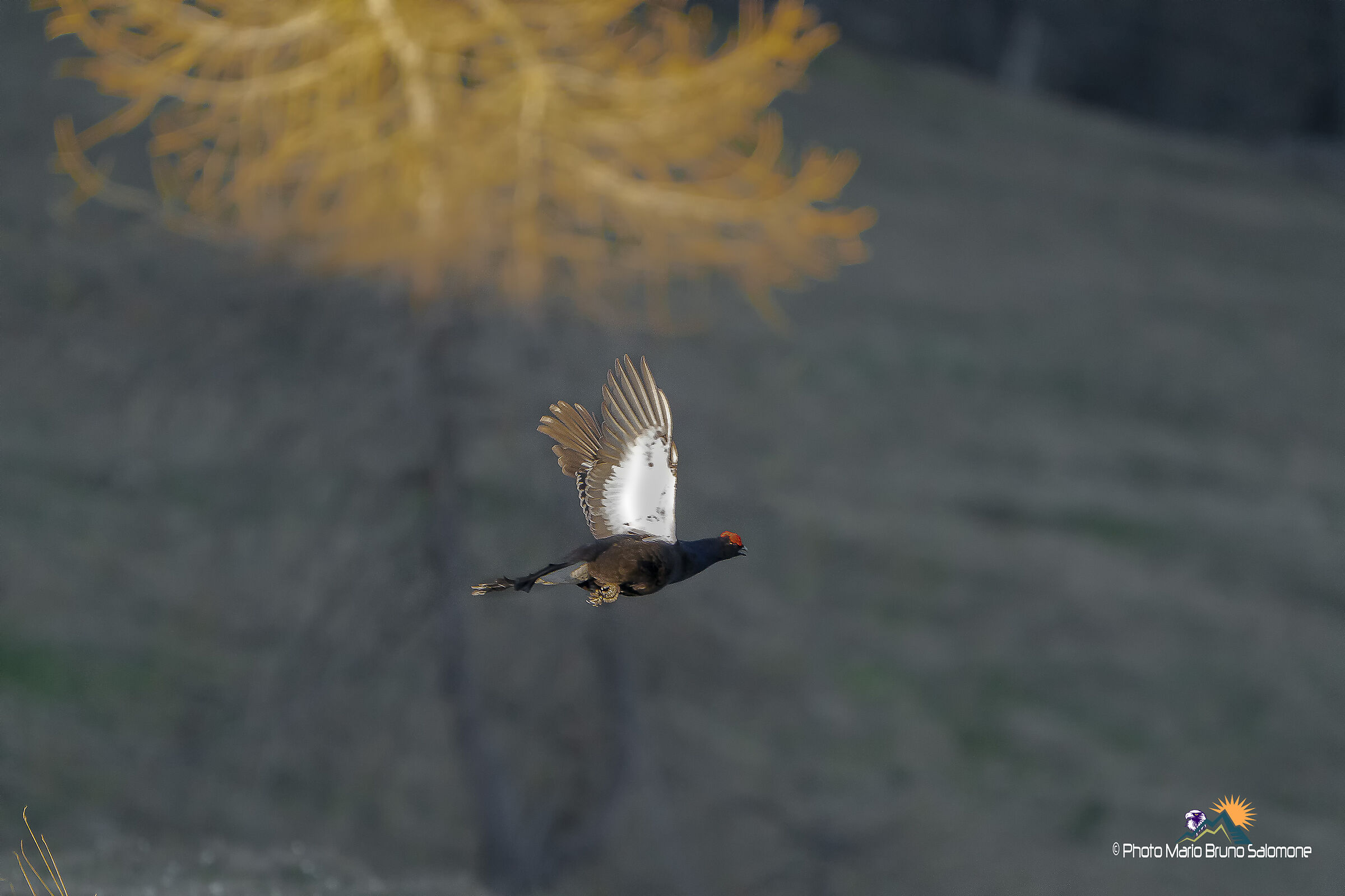 "Se fatto tardi.......!" Gallo Forcello, Alpi Cozi...