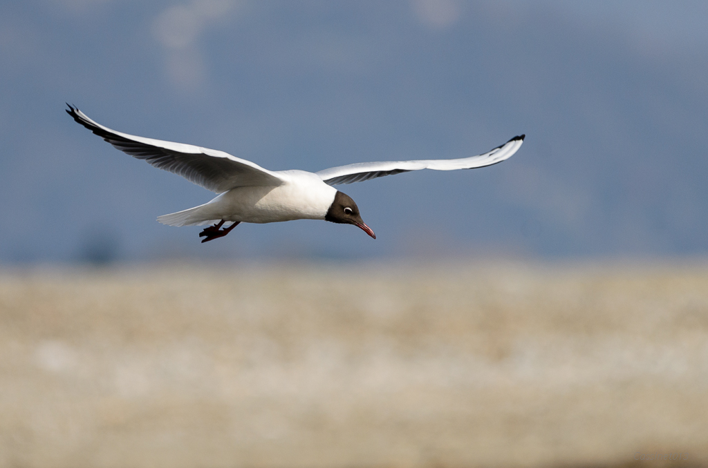 Gabbiano in abito nuziale