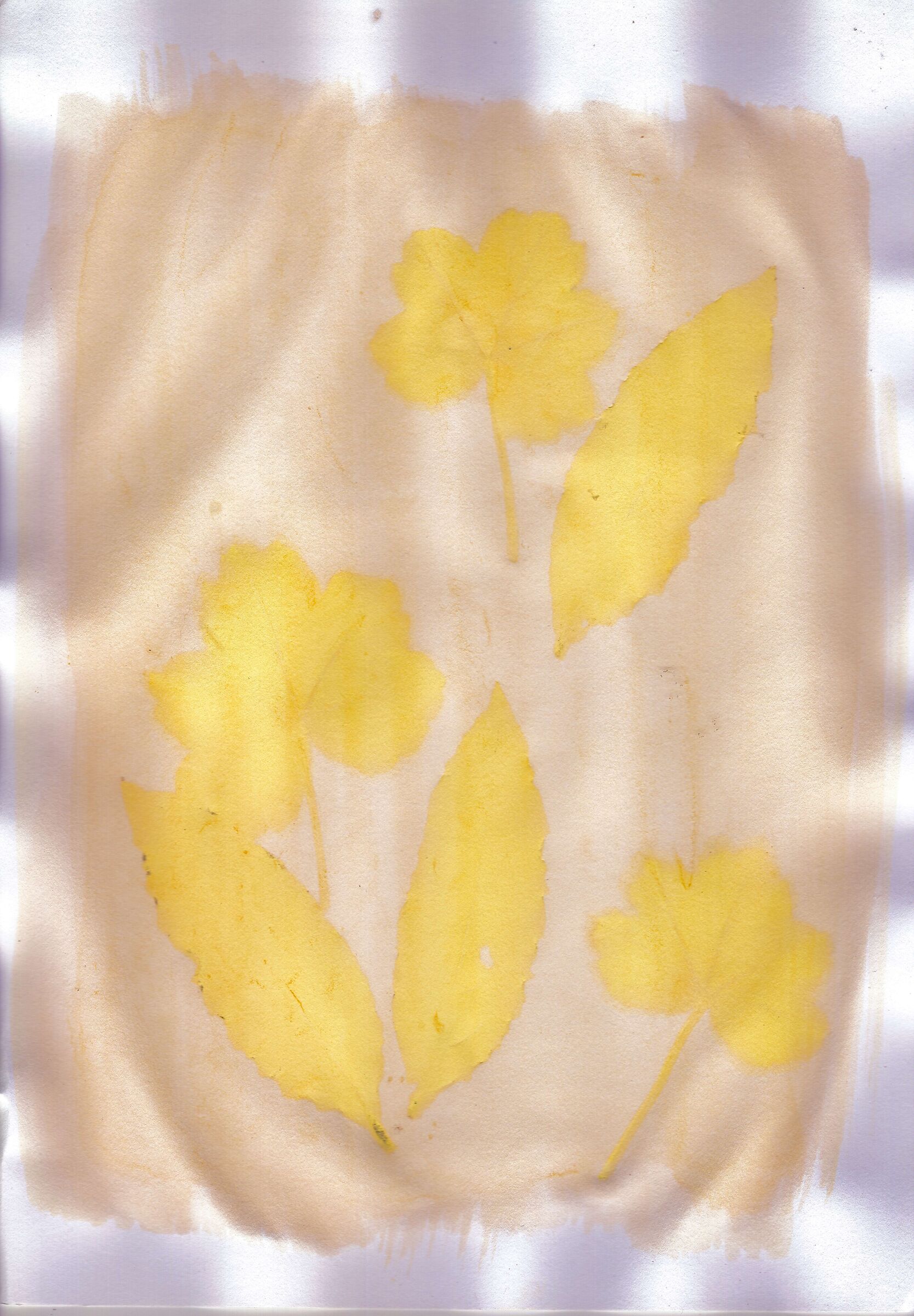 Anthotype ... technical tests!