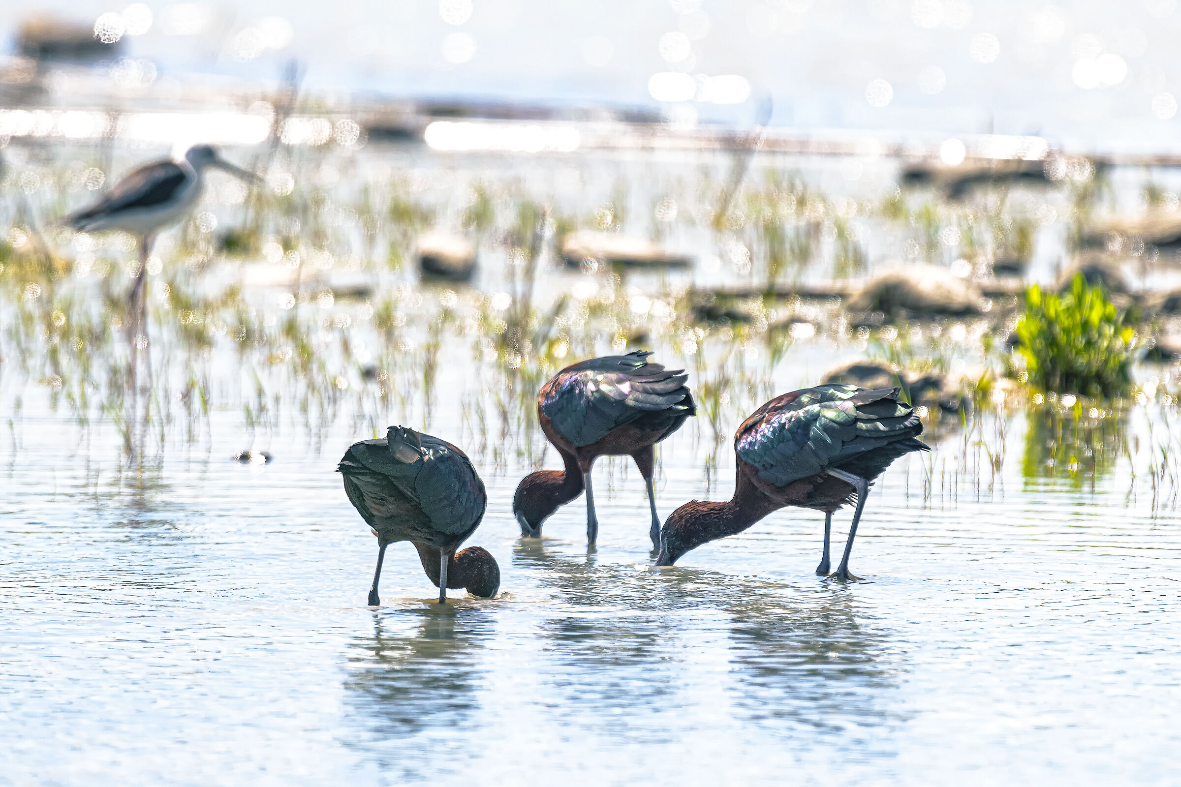 Mignattai in pastura