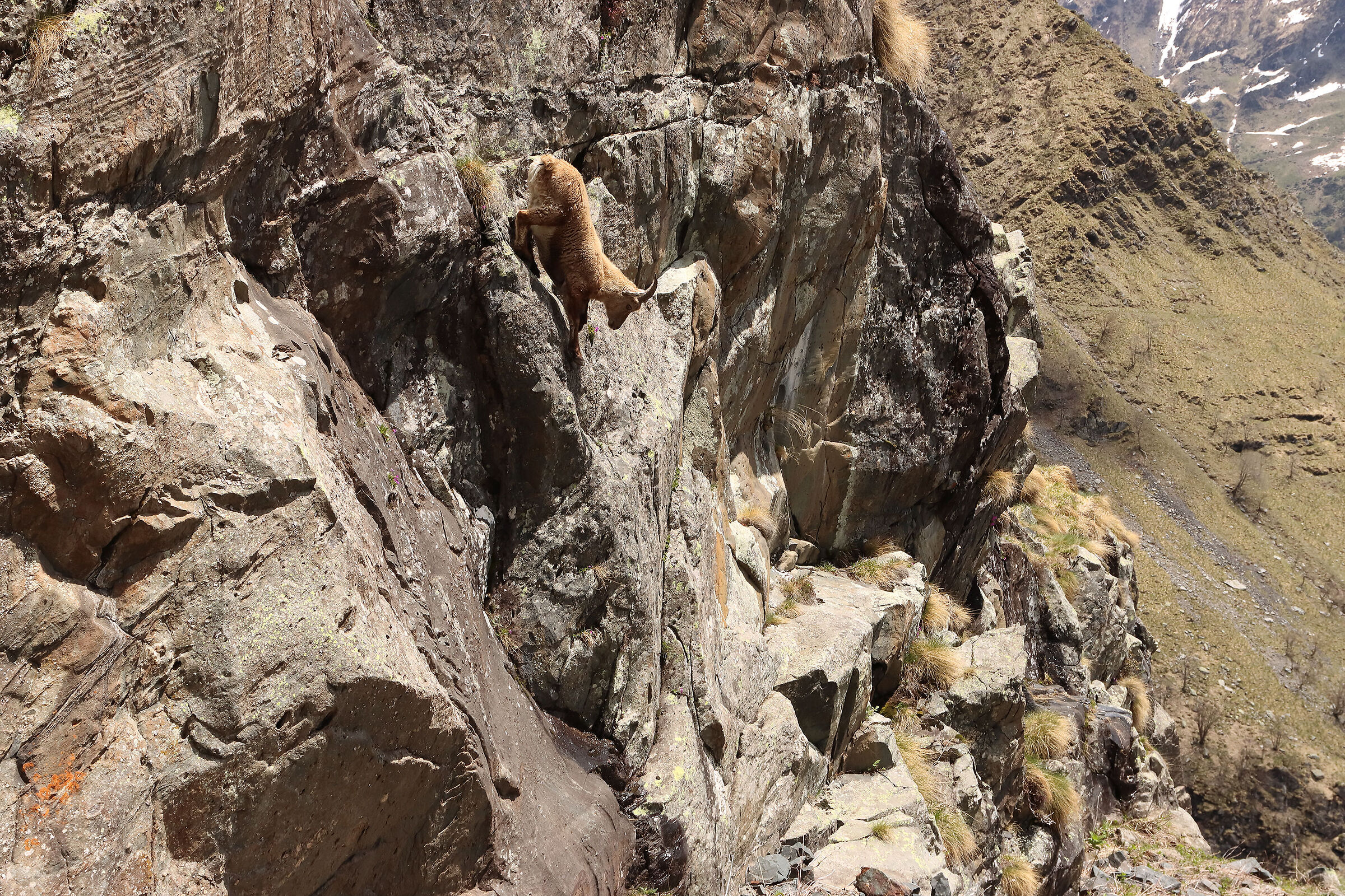 acrobazie di ungulati