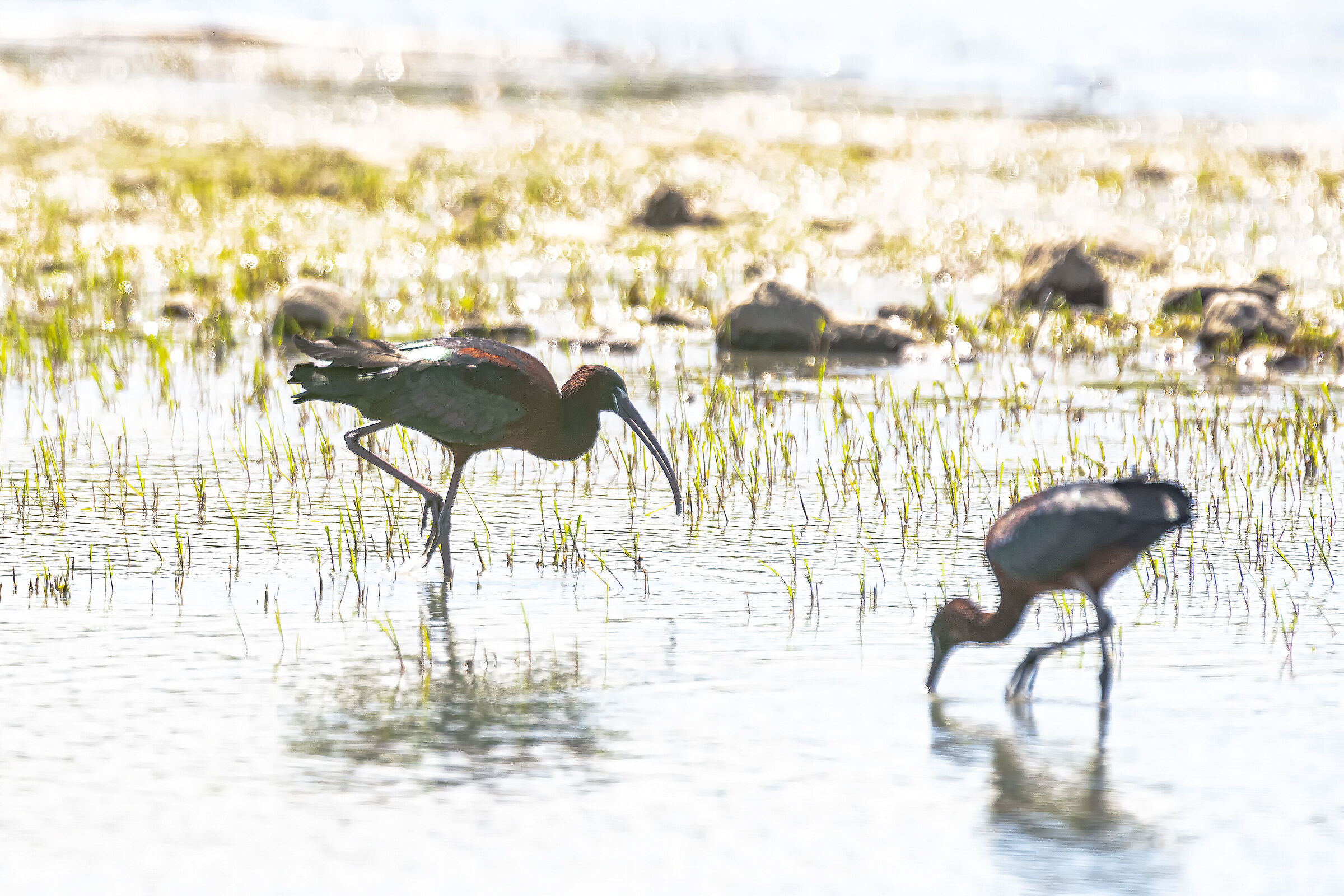 Mignattai in pastura