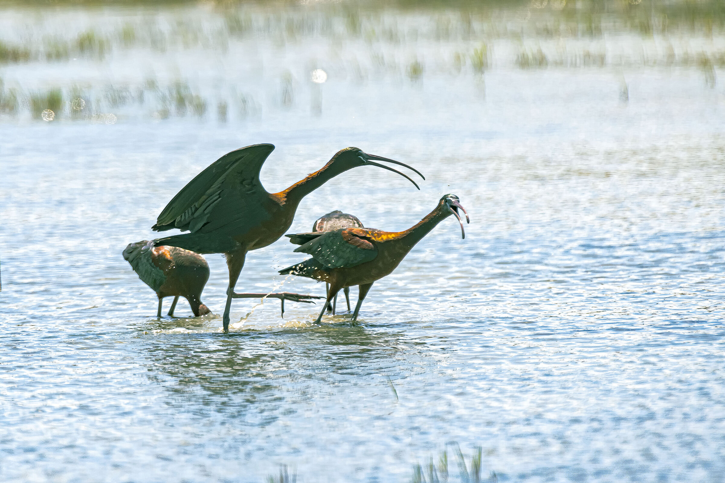 I grandi duellano mentre i giovani pasturano
