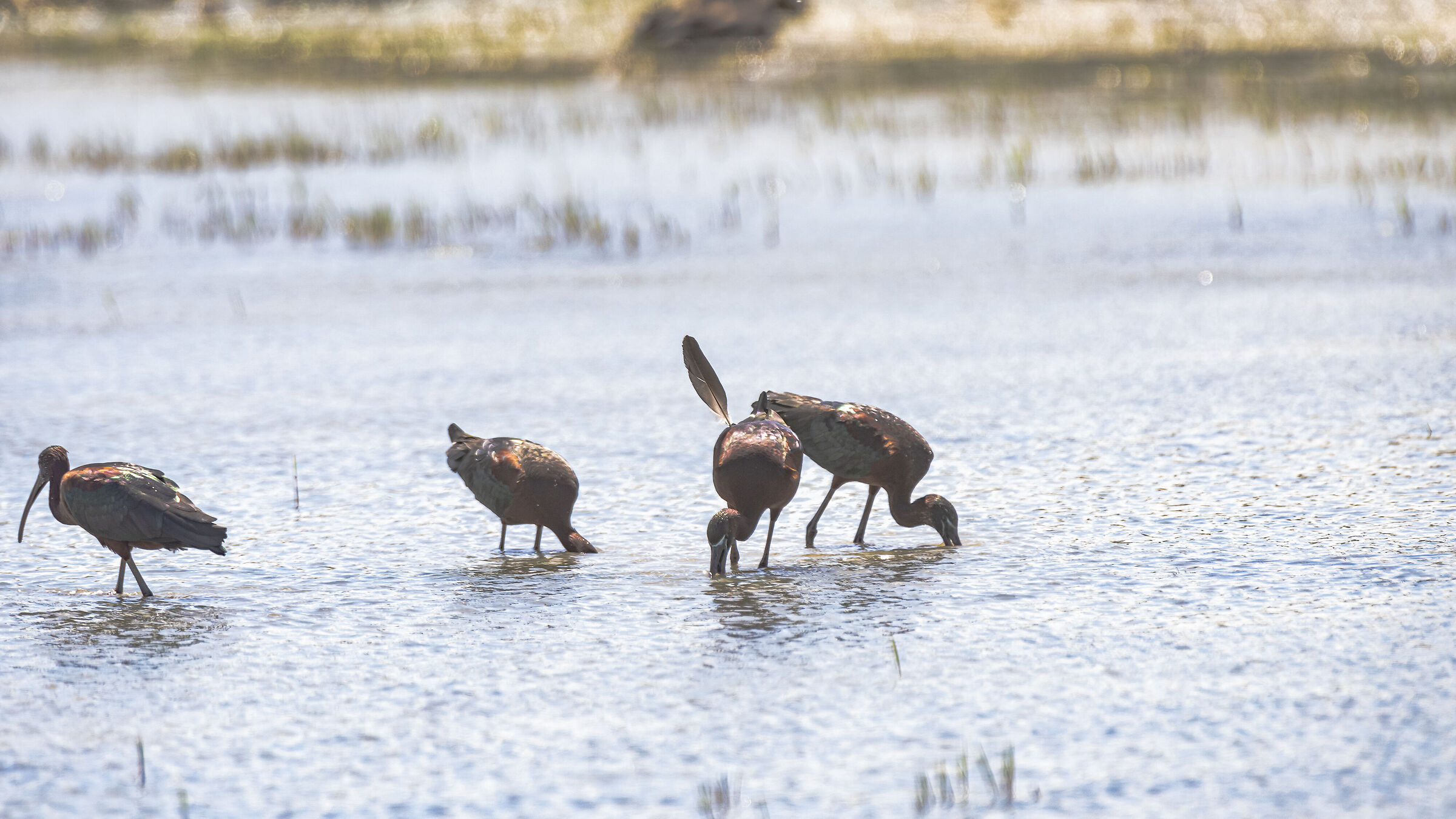 Mignattai in pesca, una remigante ribelle vola da sola.