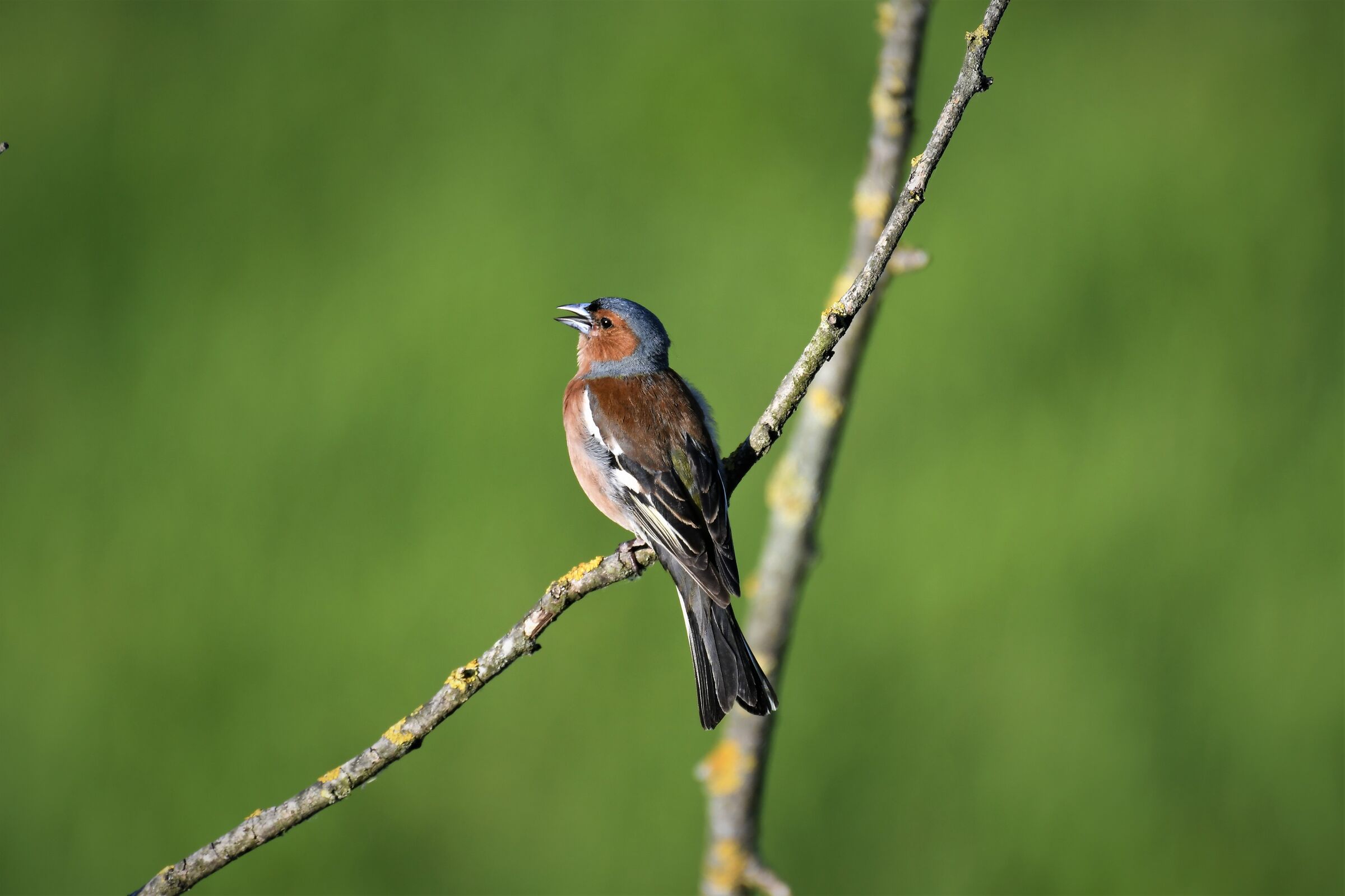 chaffinch