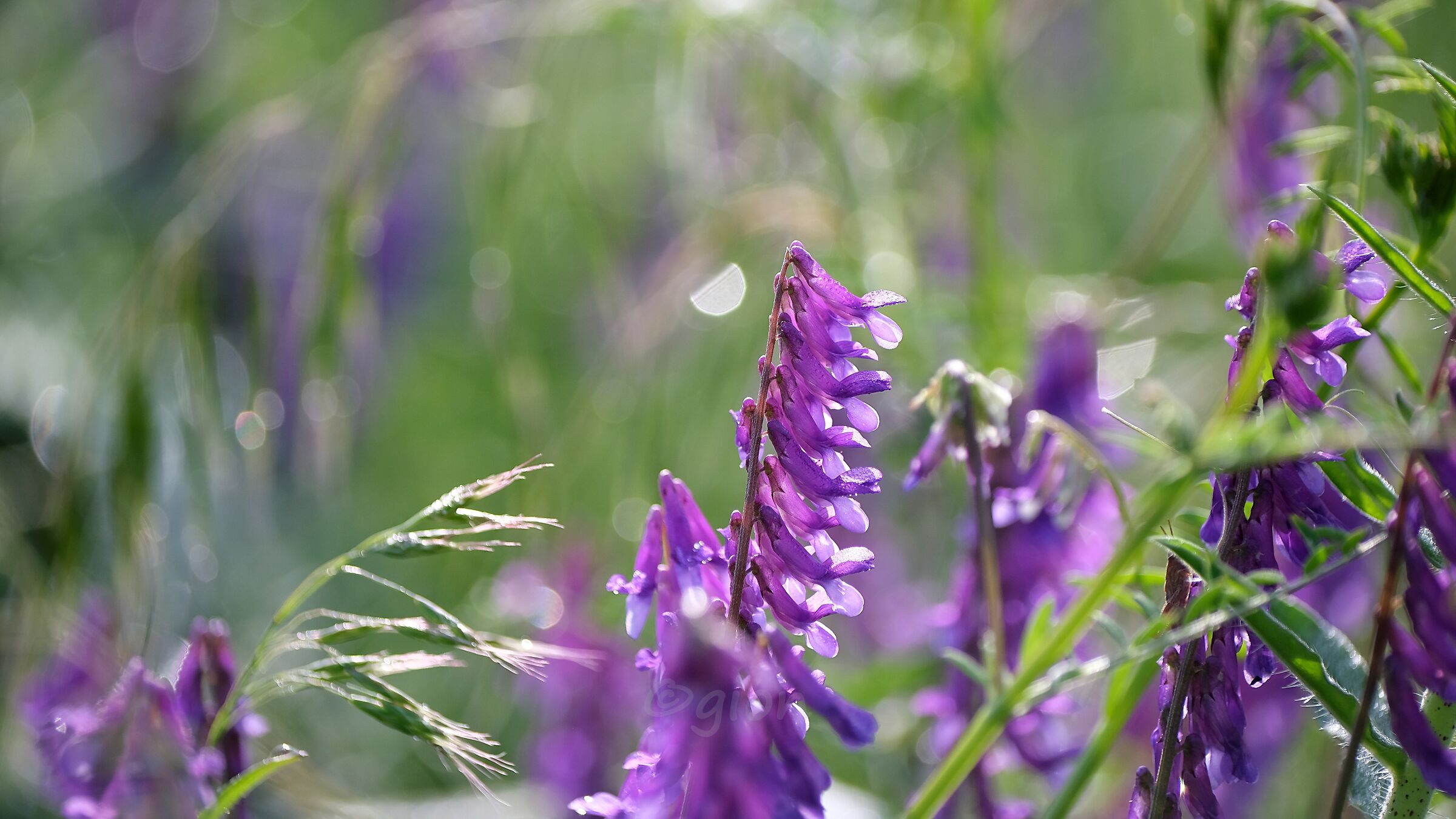 Giorno di maggio - 2