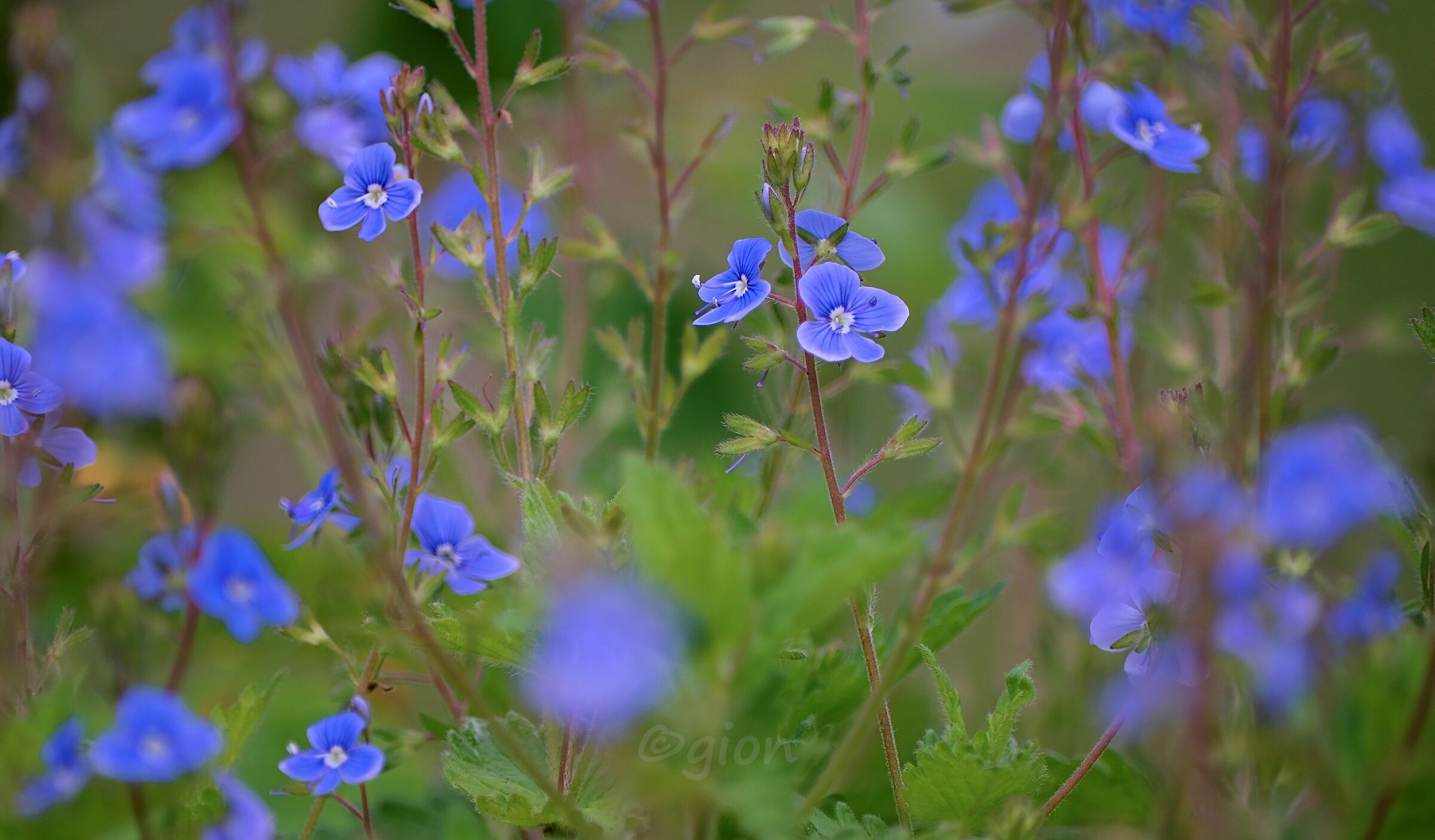 Giorno di maggio - 3