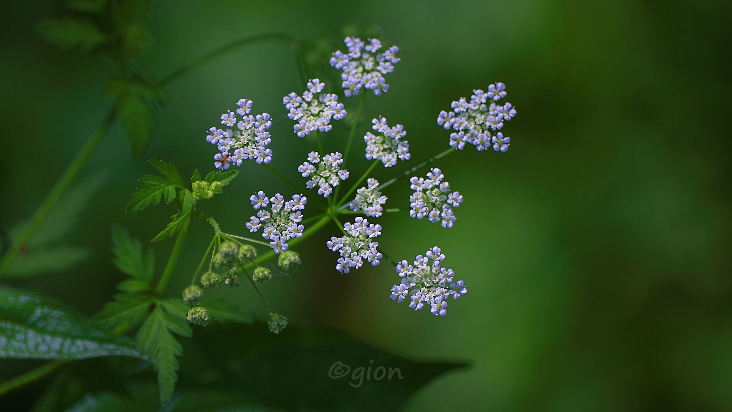 Giorno di maggio - 5