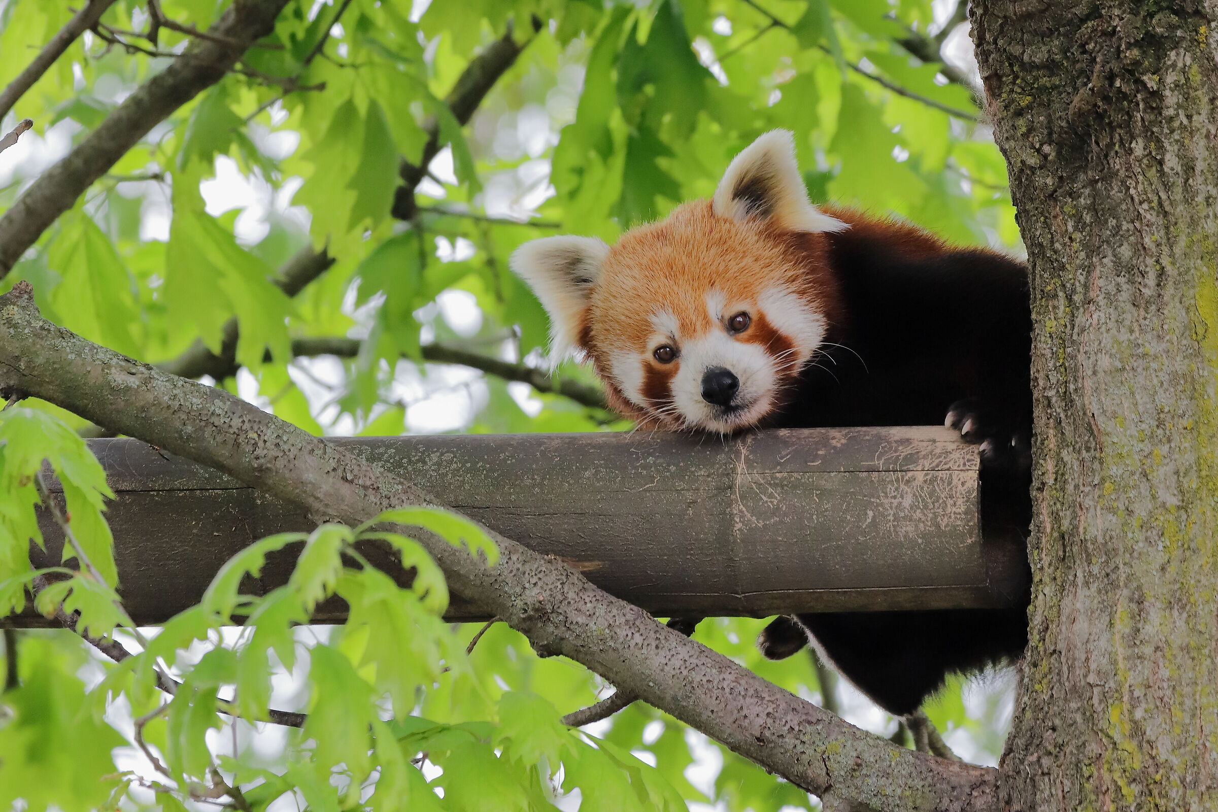 red panda