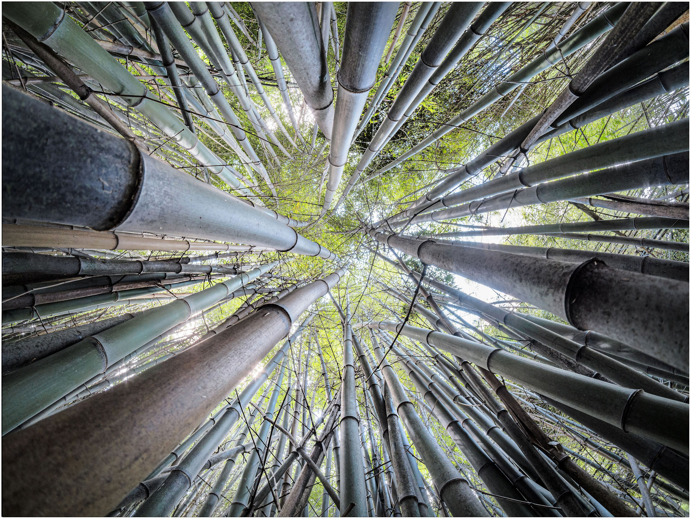 Il bamboo allarga il cuore