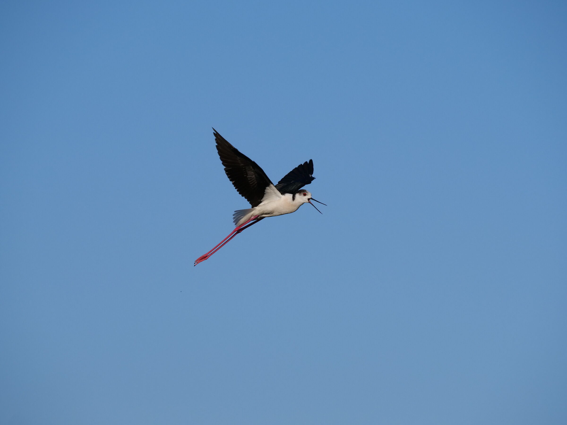 Cavaliere in volo d'allerta (Himantopus himantopus)