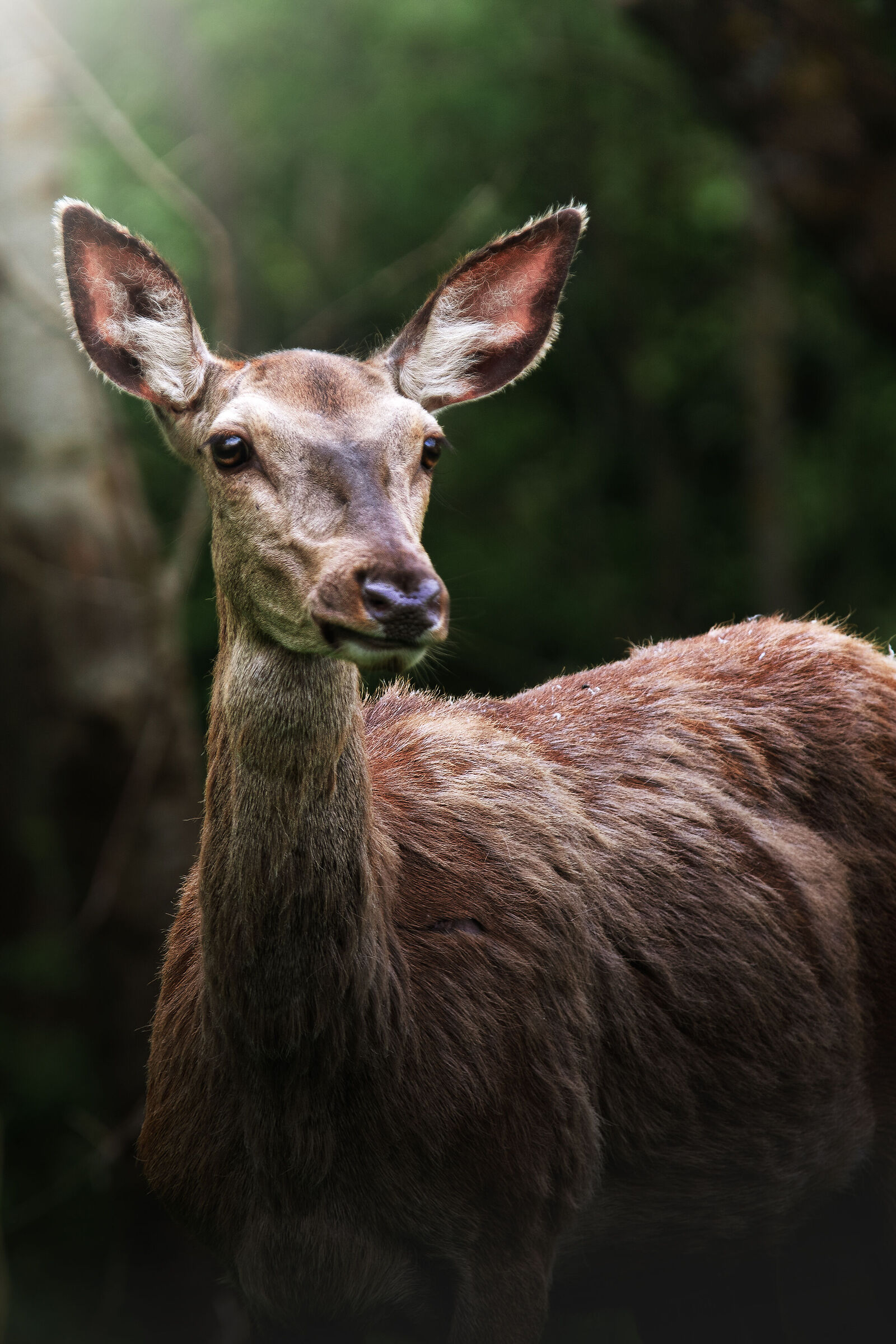 From Abruzzo - Deer